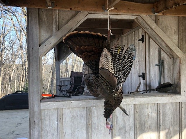 Turkey hangs at cabin.jpg