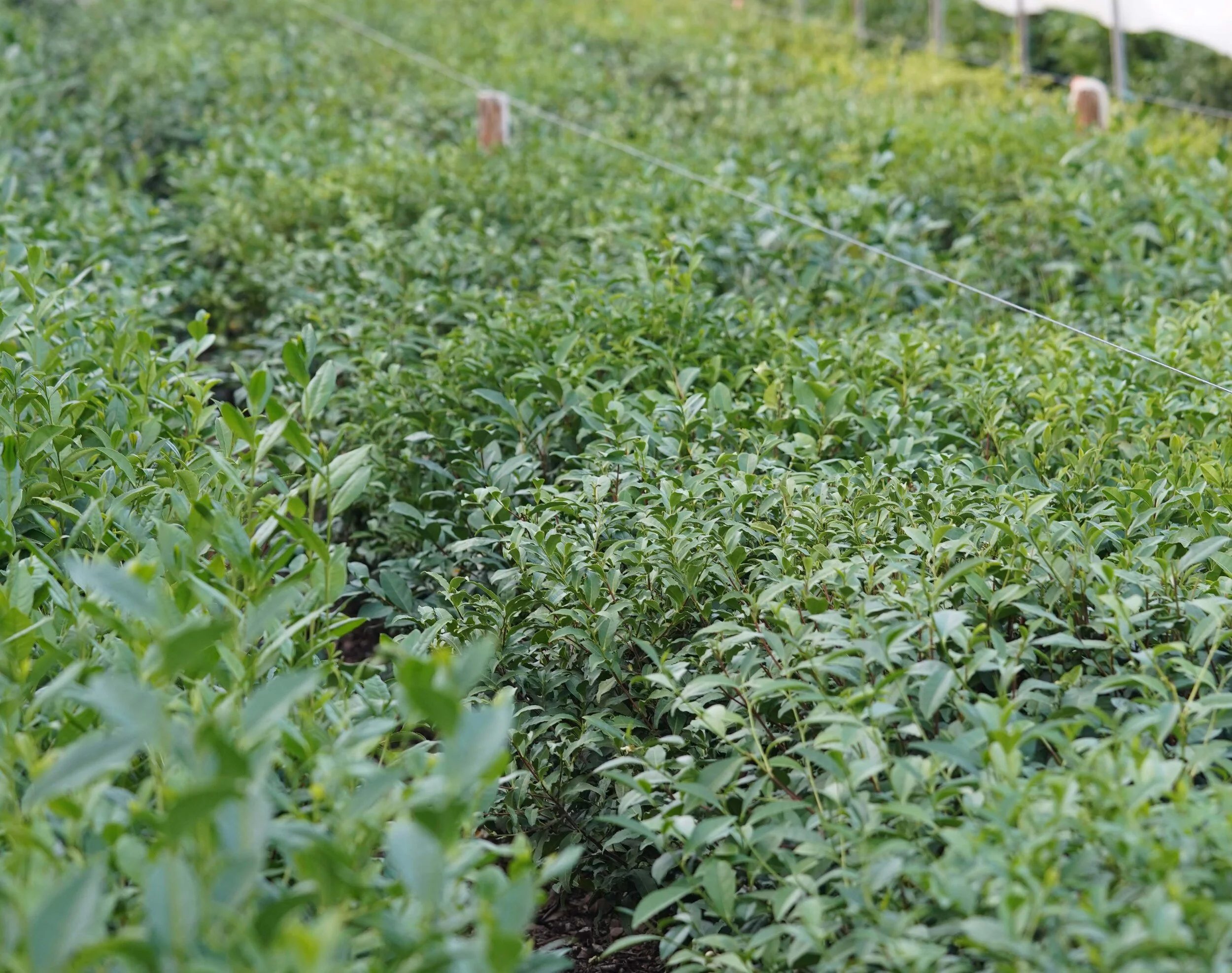 Welsh Tea Limited Edition Welsh Tea — Welsh Tea Peterston Tea Estate