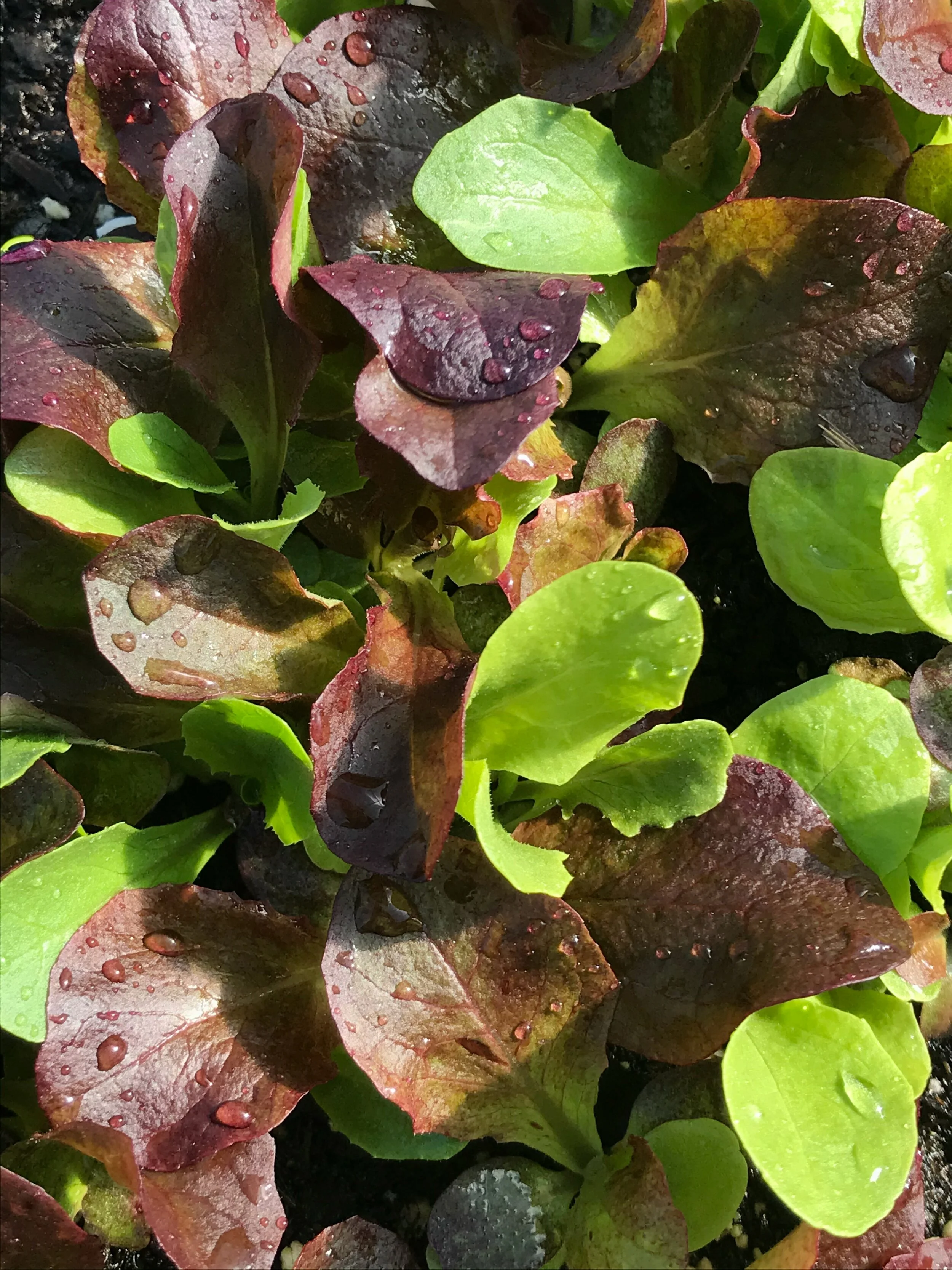 Growing Our Own Food During a Pandemic