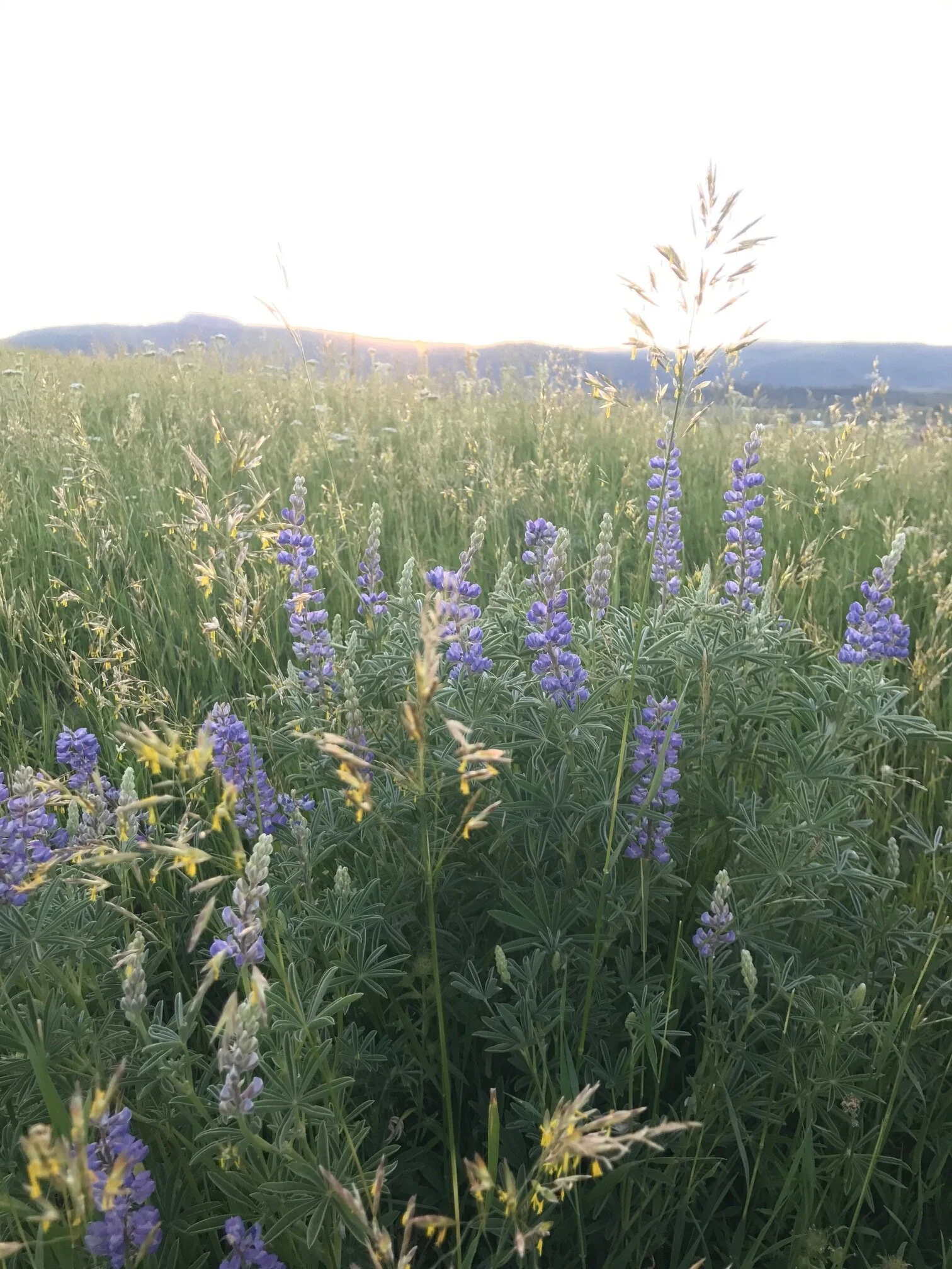 Introducing #FarmJournalFridays