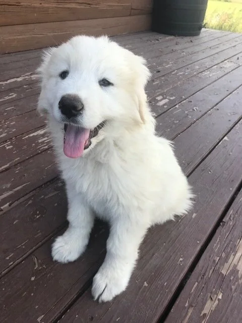 Willa, Our Resolute Protector