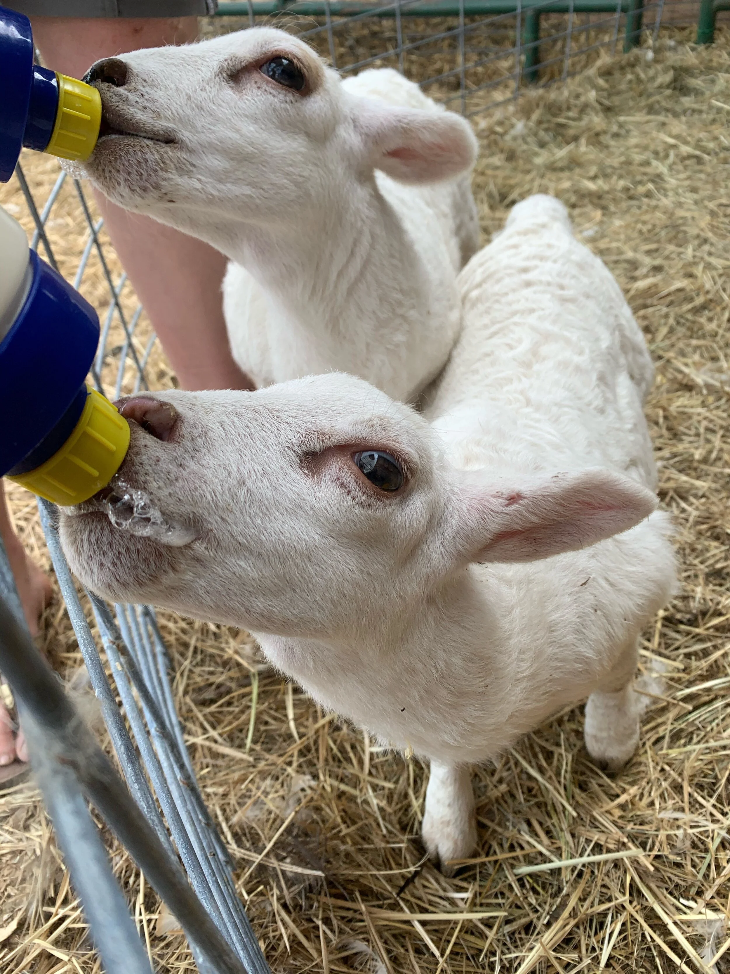 Farm Journal Friday is Back!