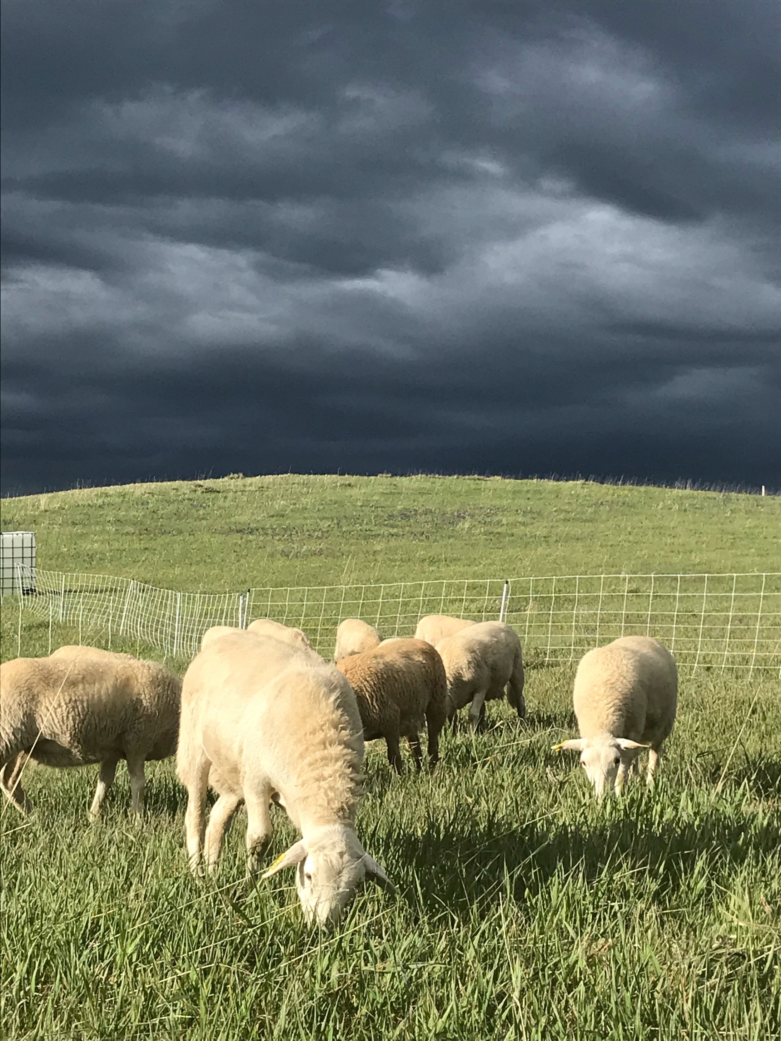sheep and sky.jpg