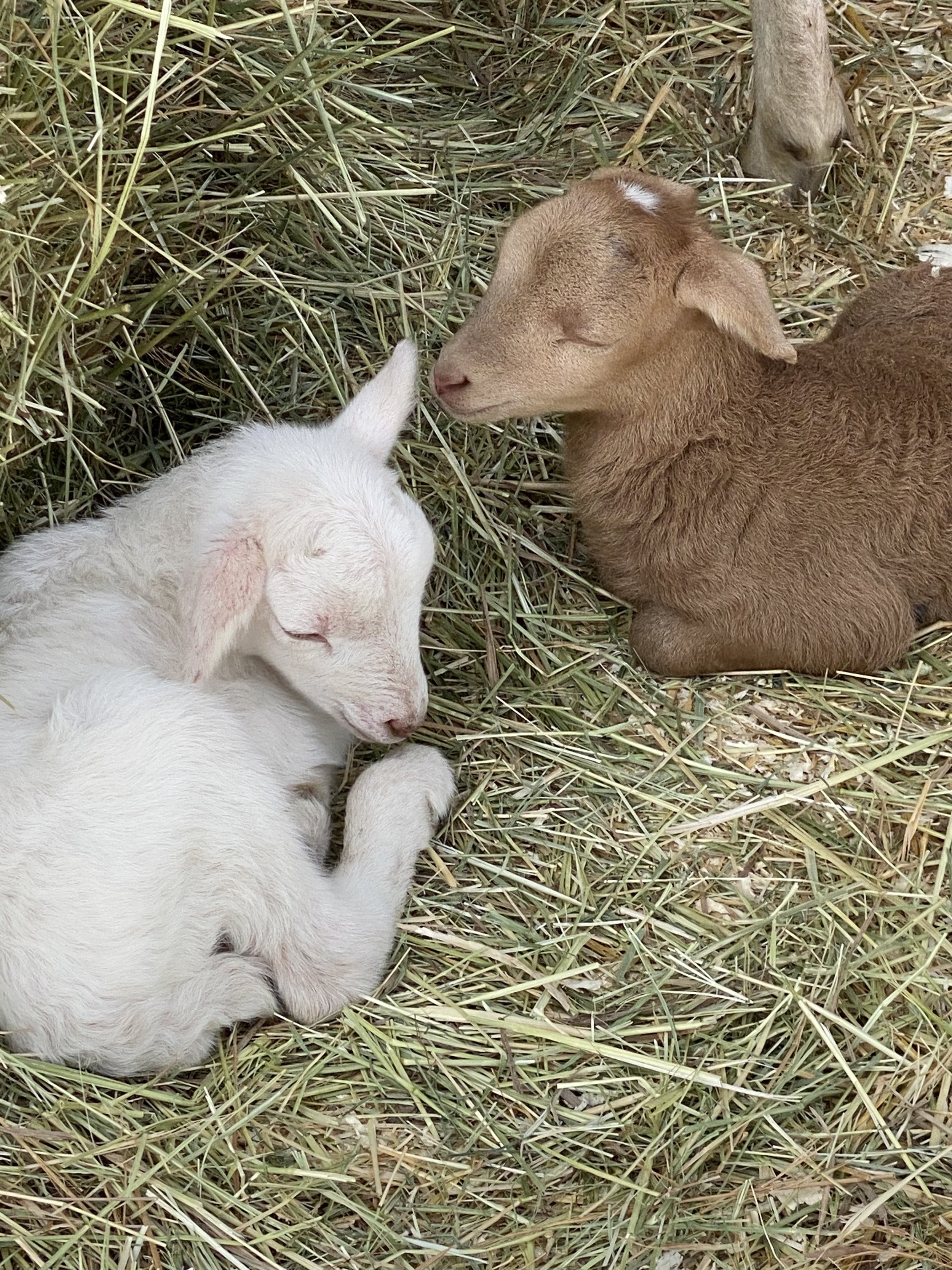 first lambs.jpg