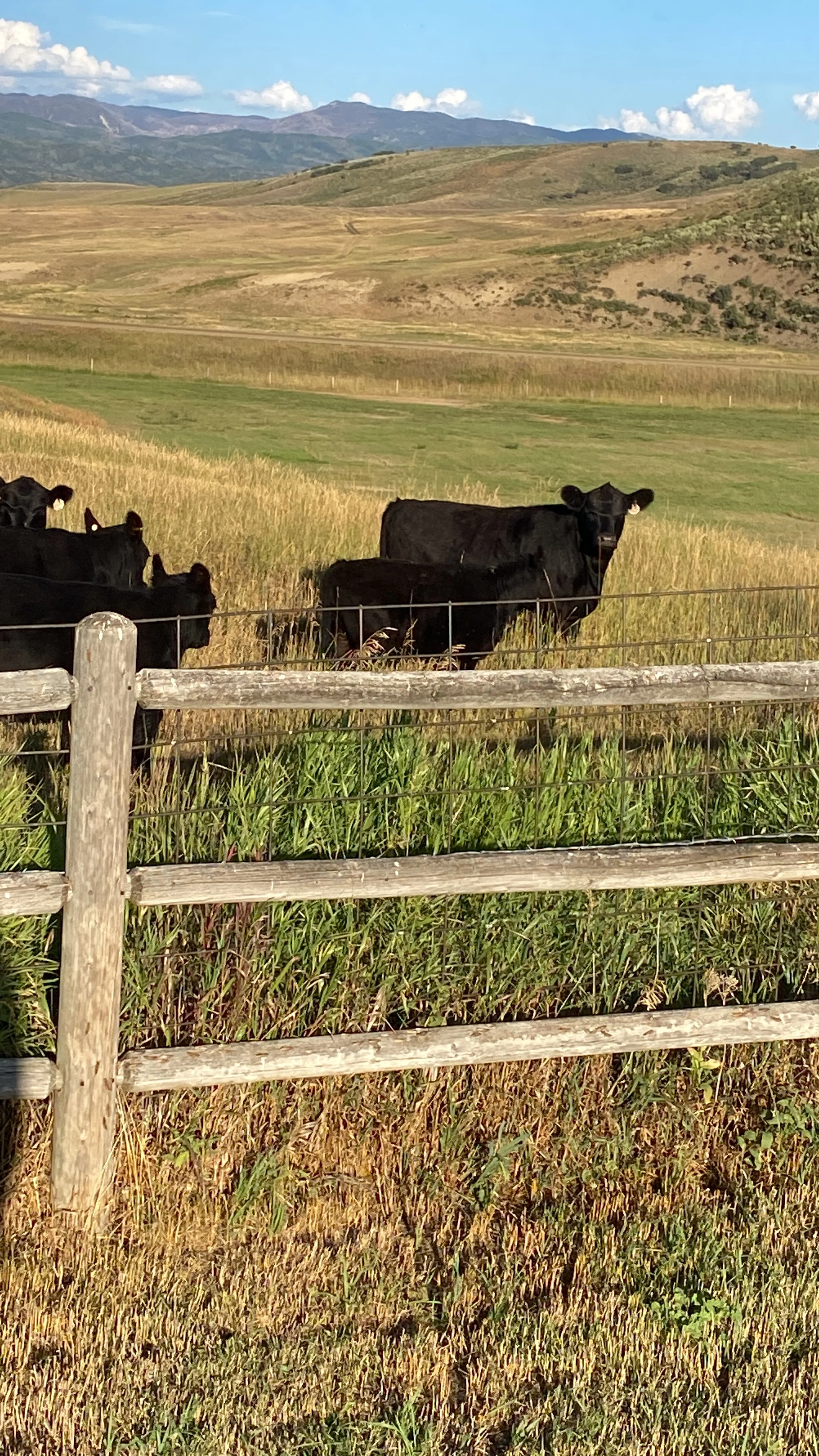New Ladies and a Chuck Roast