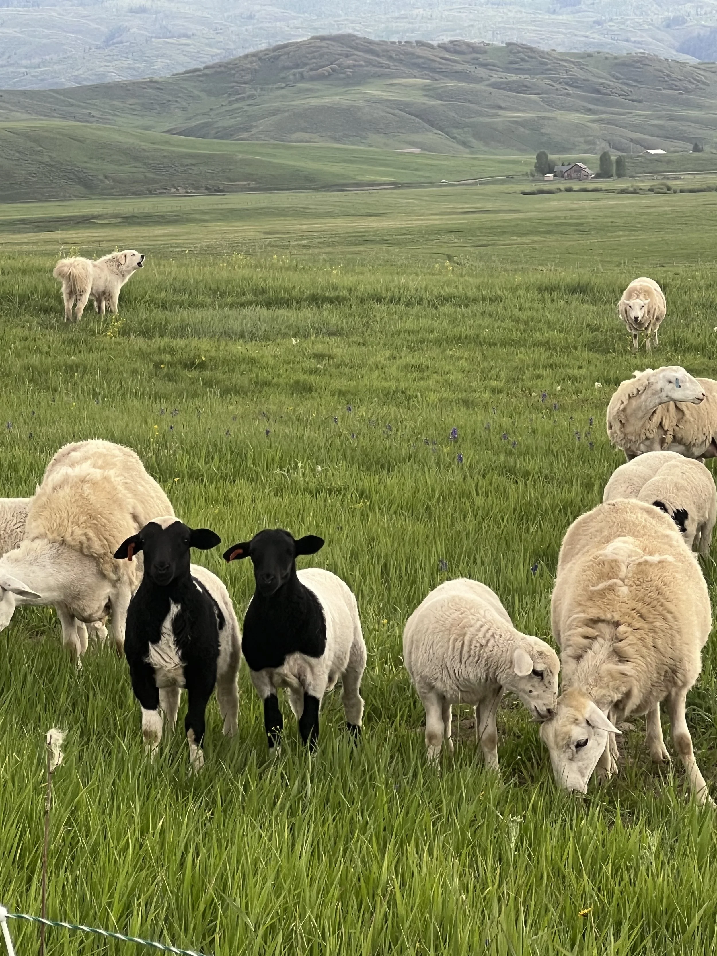black sheep.jpeg