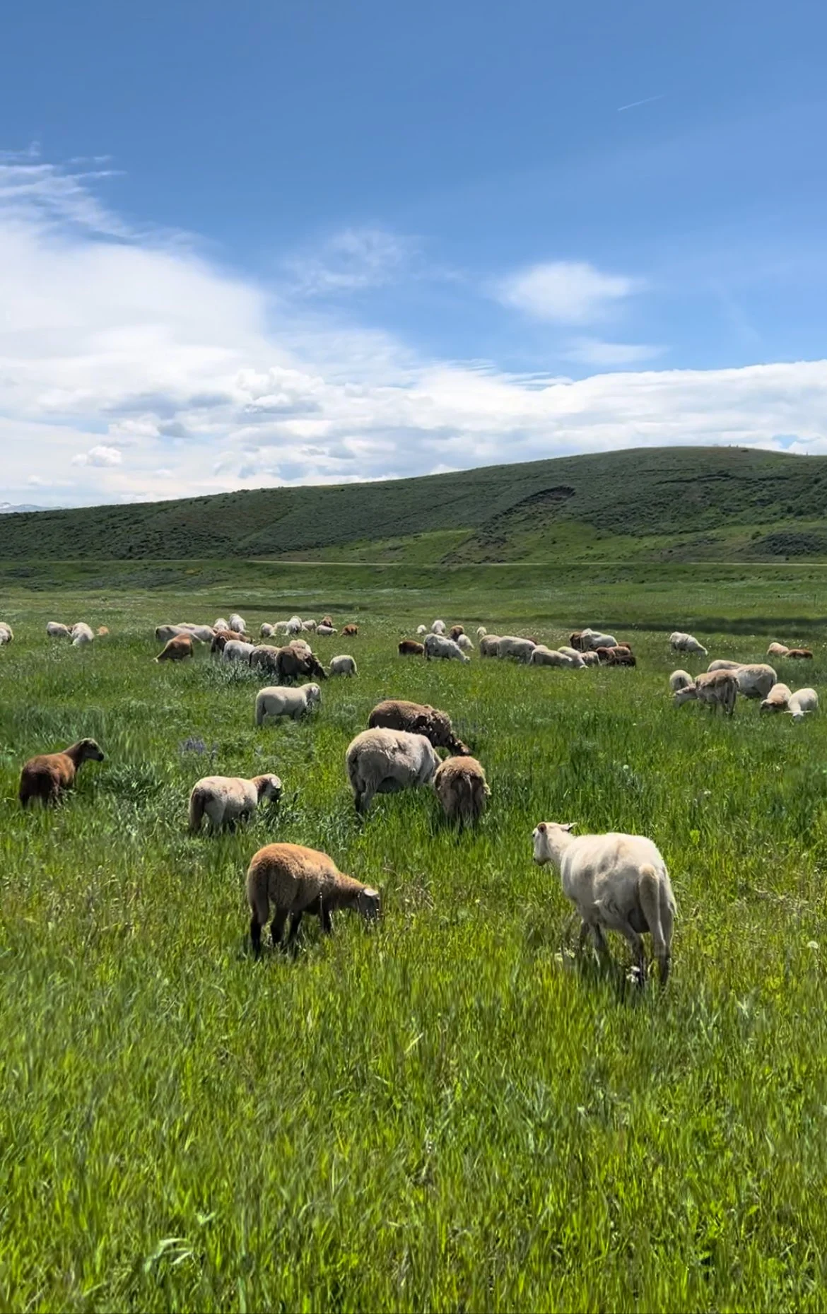 group sheep 1.jpeg