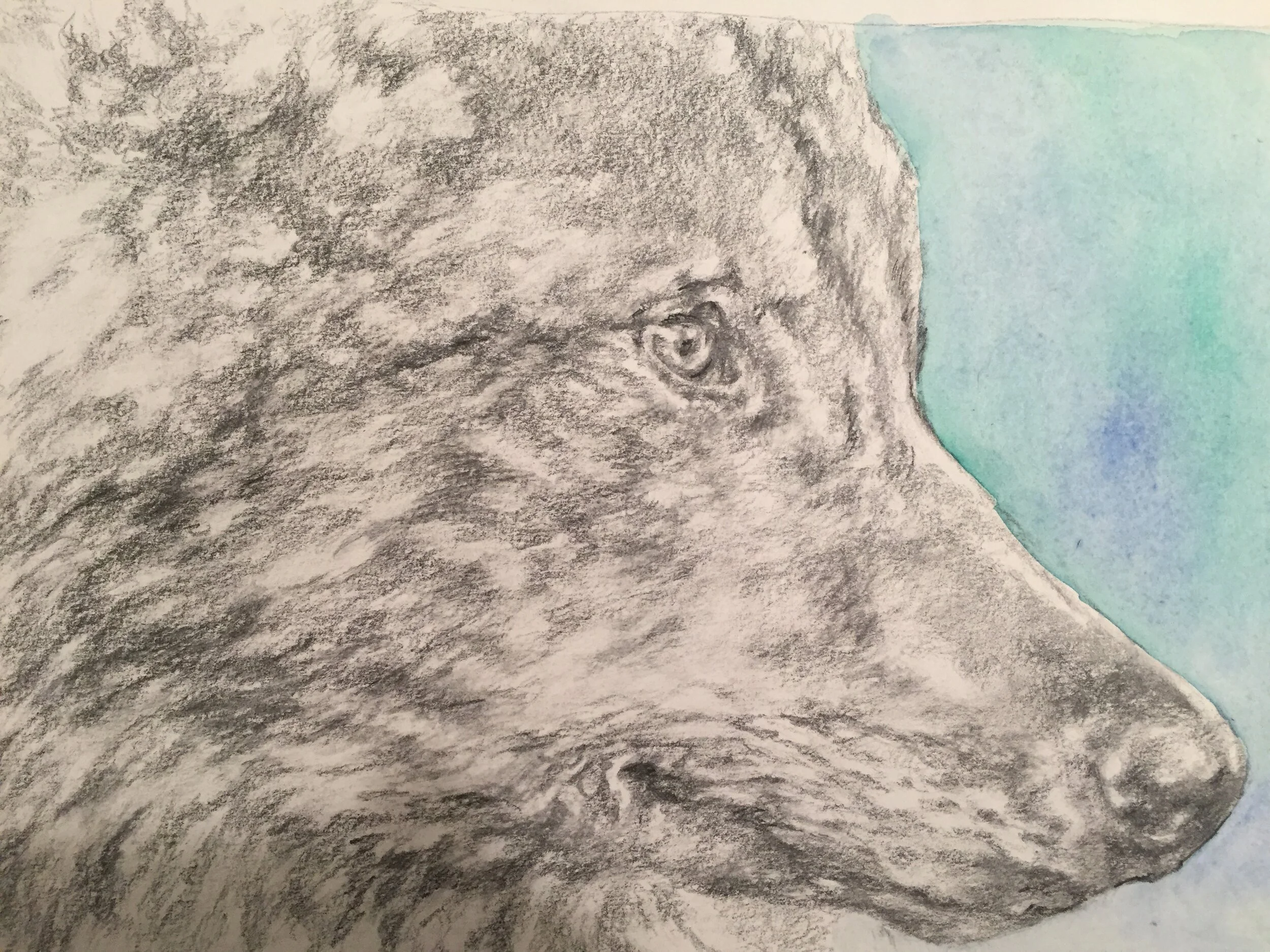 Lupo grafite e acquerello.jpg