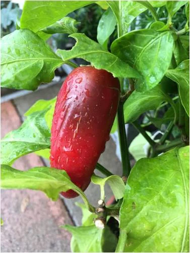 HotRedPepper.jpg