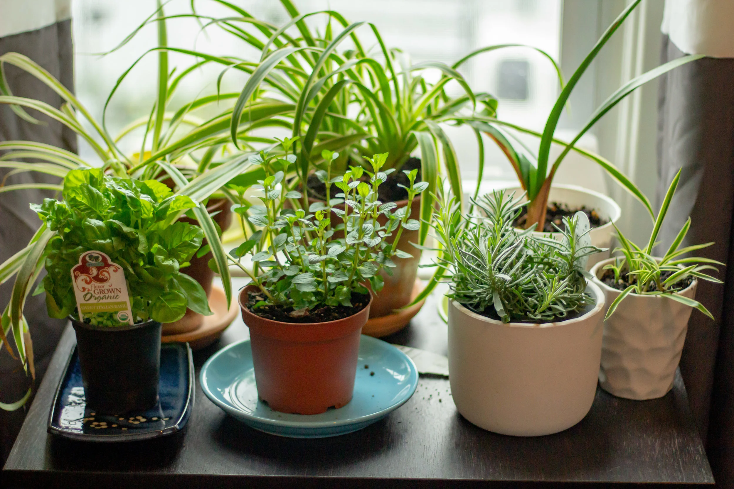 Planting a Small Space Herb Garden