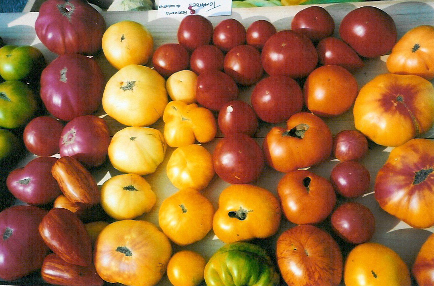 tomatoes.png
