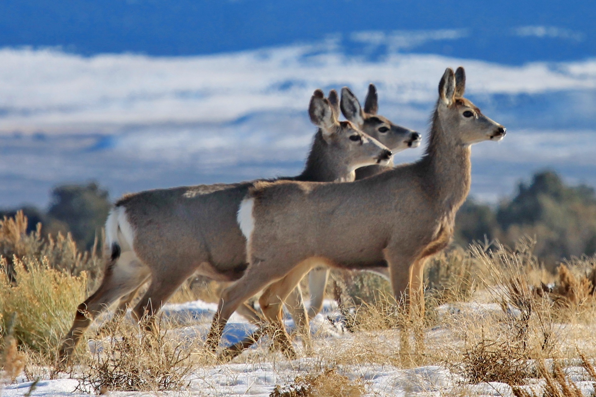 landscape-nature-grass-wilderness-snow-prairie-646986-pxhere.com.jpg