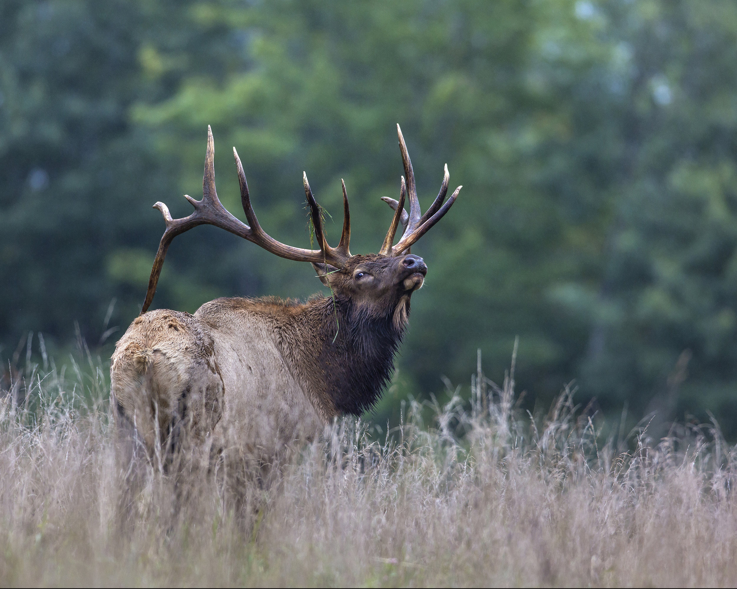 _MG_7090 7x8 During Rut.jpg