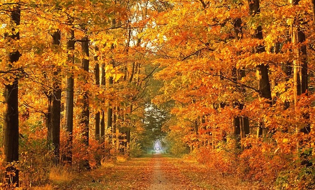 2rky_TonyWrightonblogautumn1.jpeg