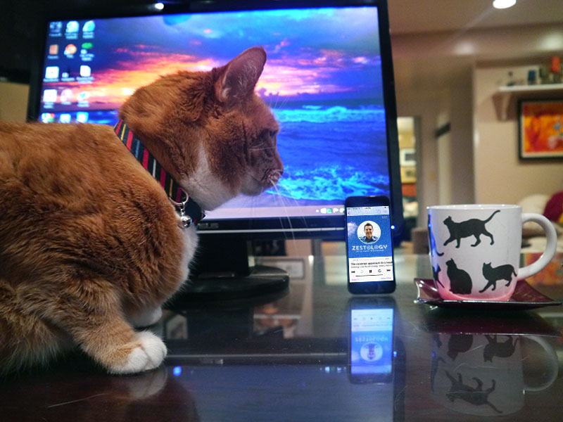 Cat.120306.jpg