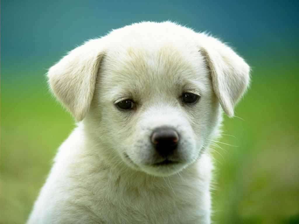 Tony-Wrighton-blog-exs-puppy1.jpg