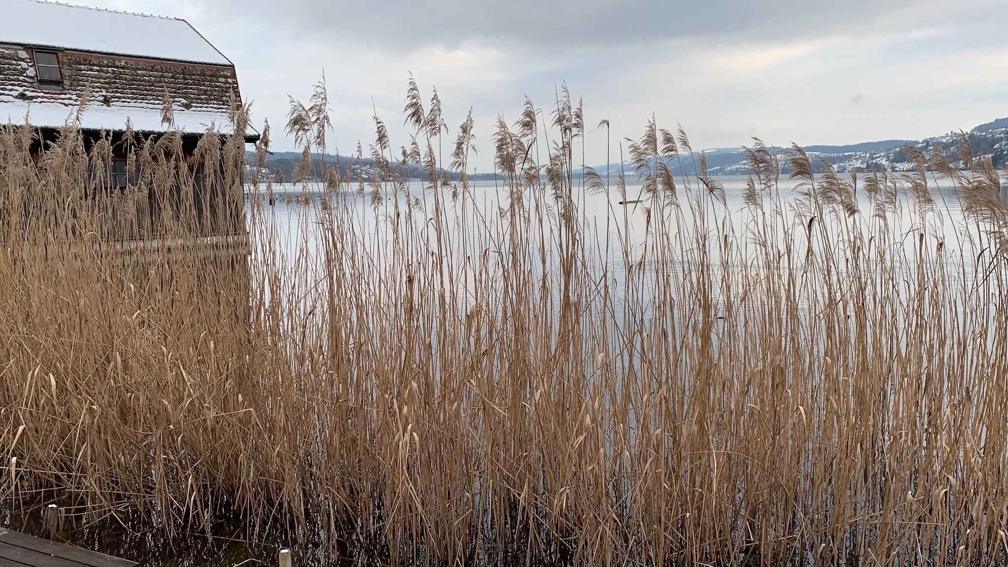 Halw.See Schilf WI.JPG