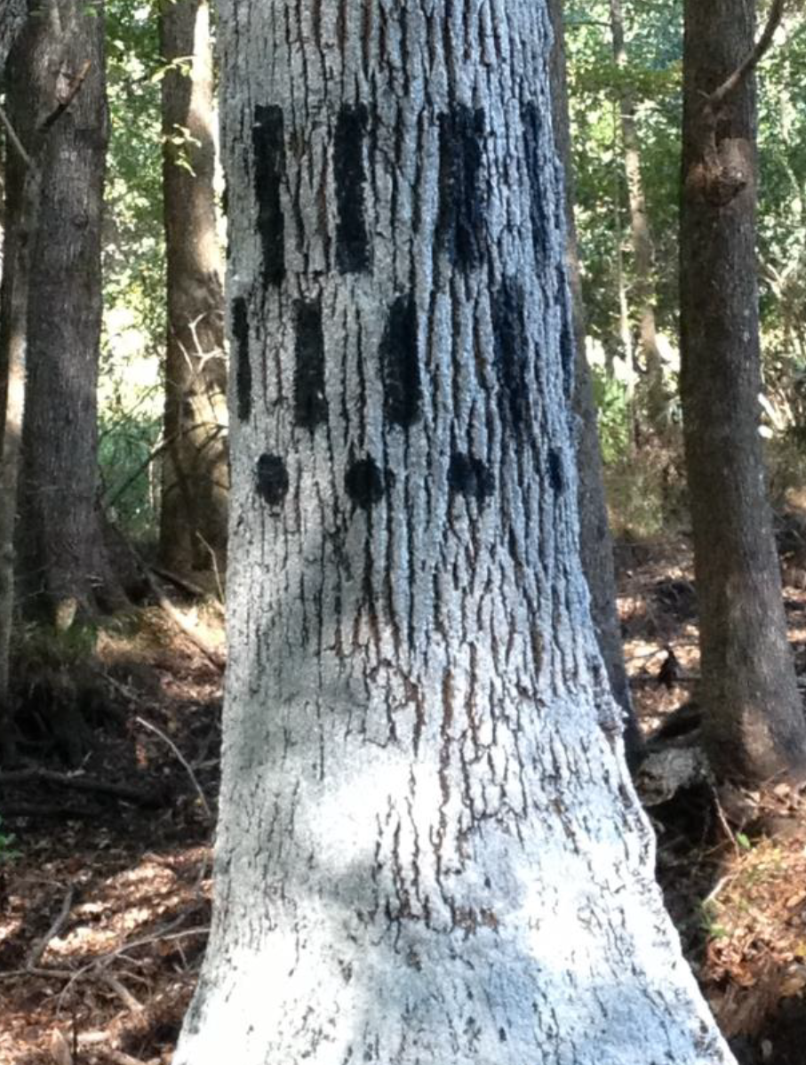 JONATHAN GREEN - TREE PROJECT-2.png