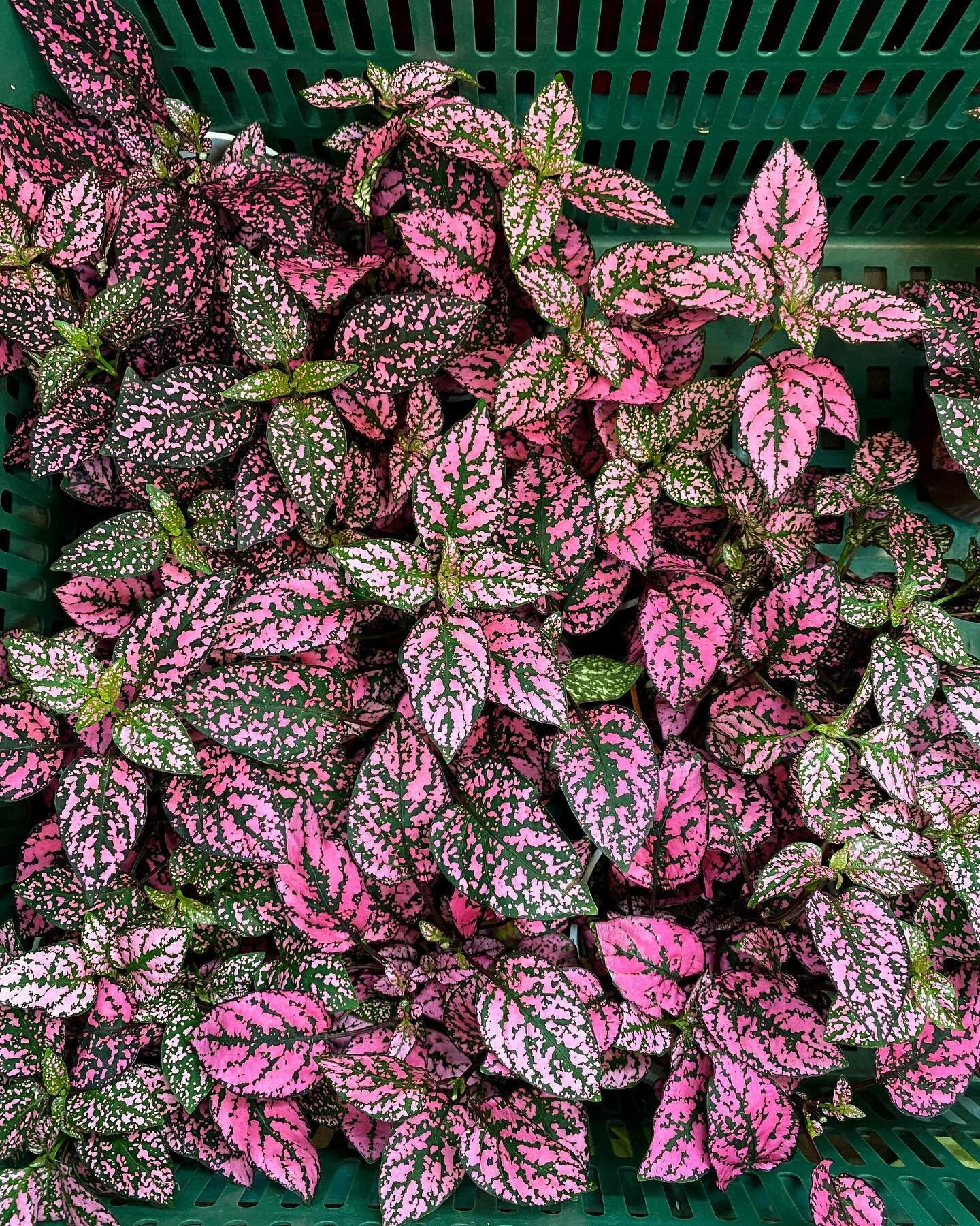 Plants but make it pink.