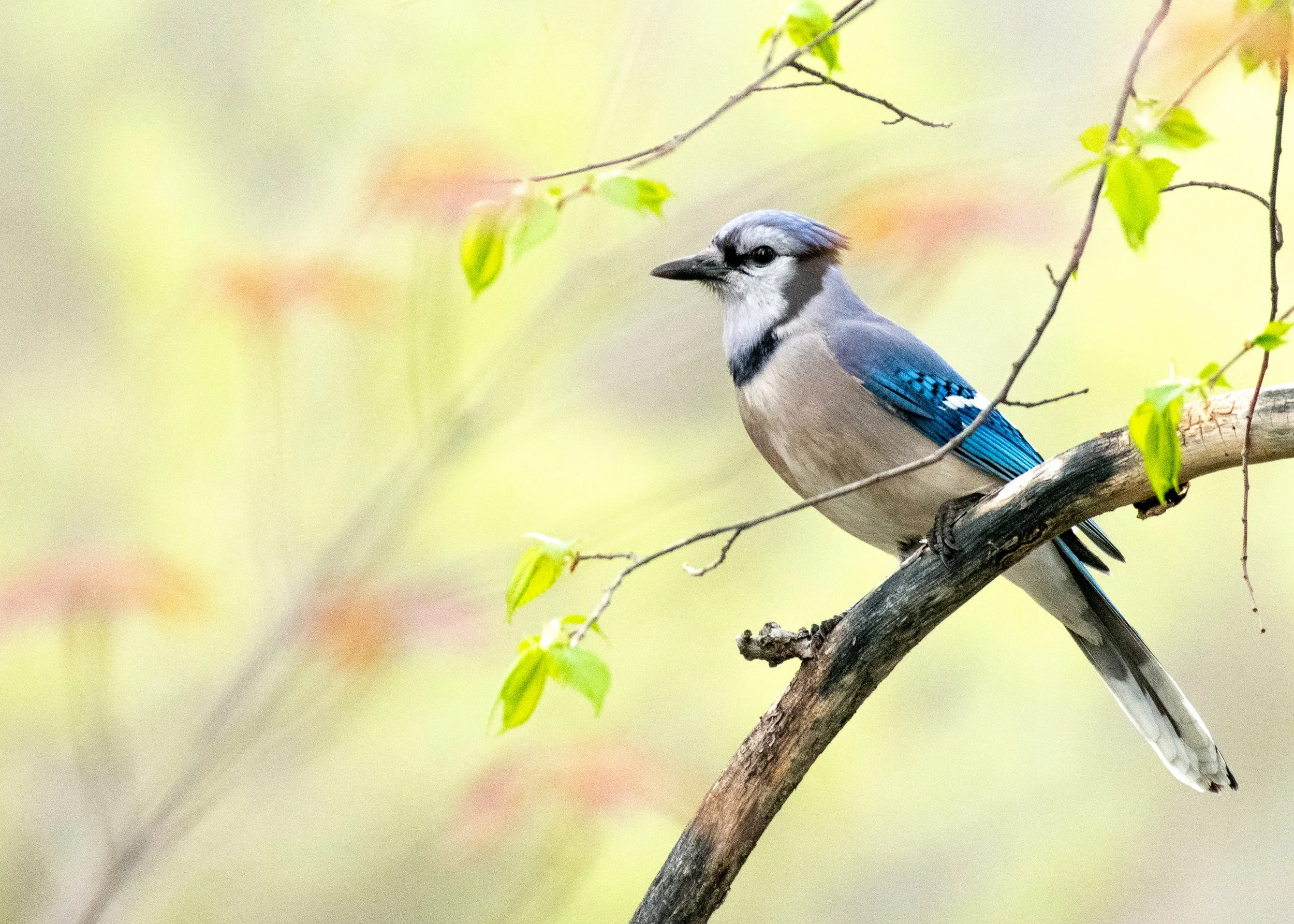 Blue Jay