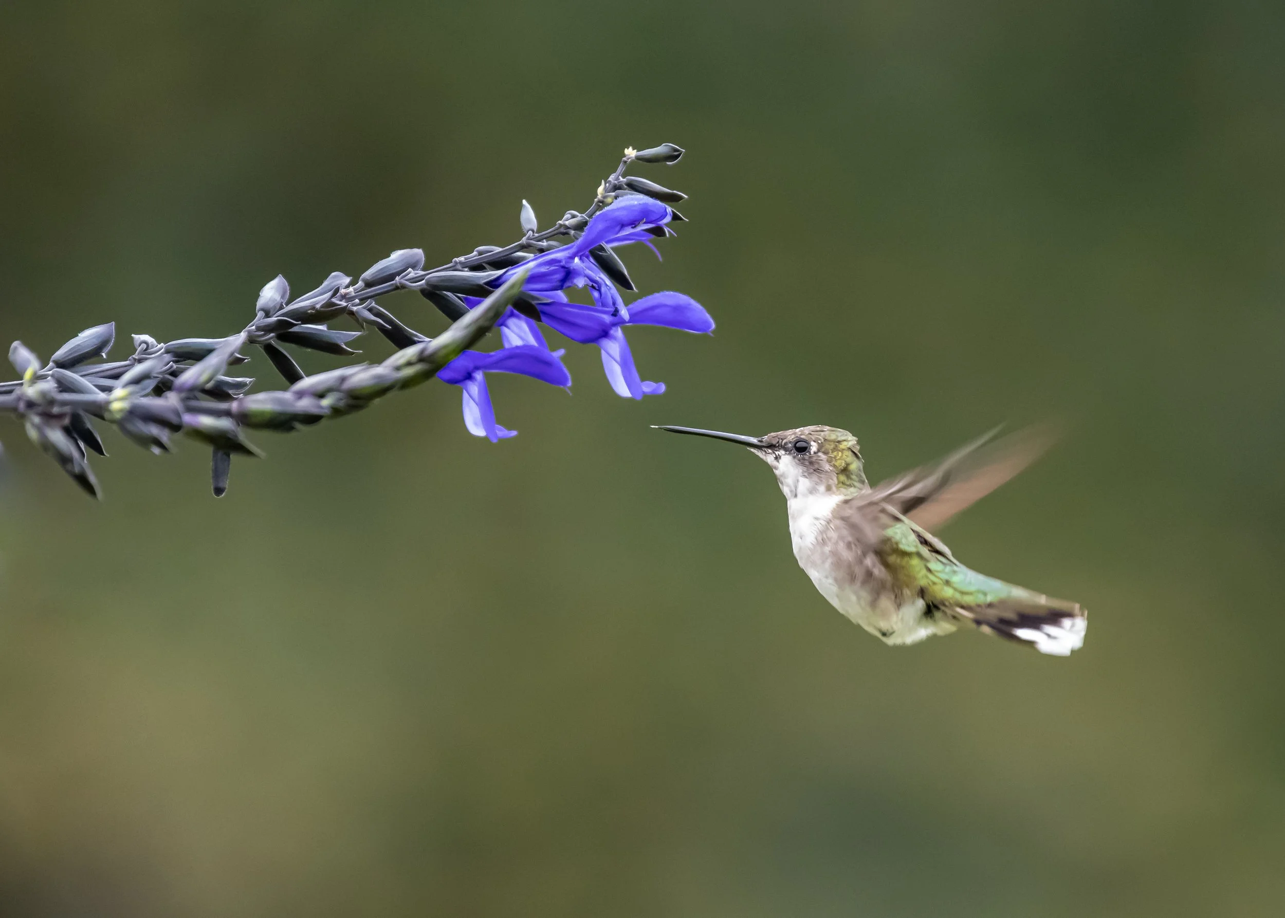 Ruby-Throated Hummingbird Hovering