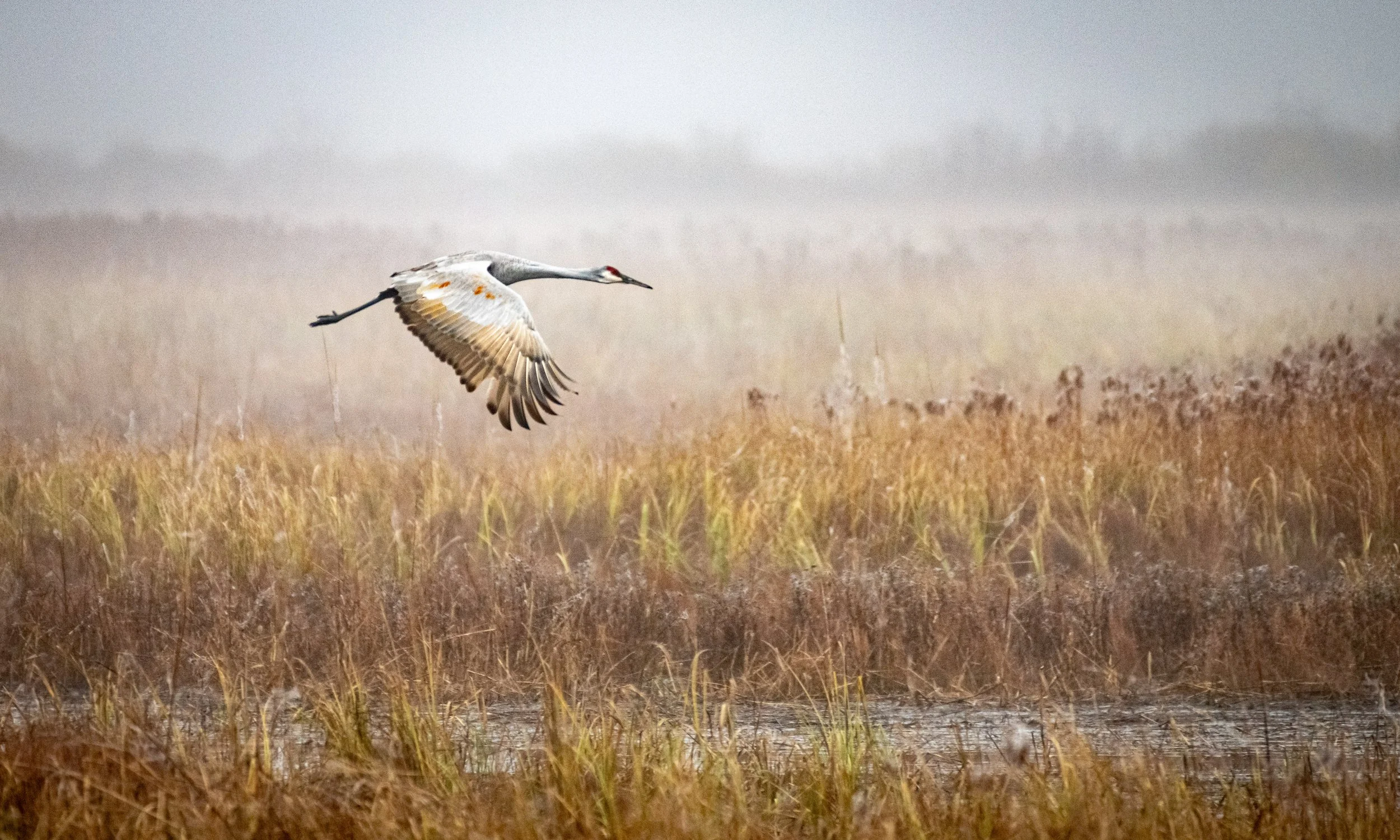 Sandhill Crane Flight