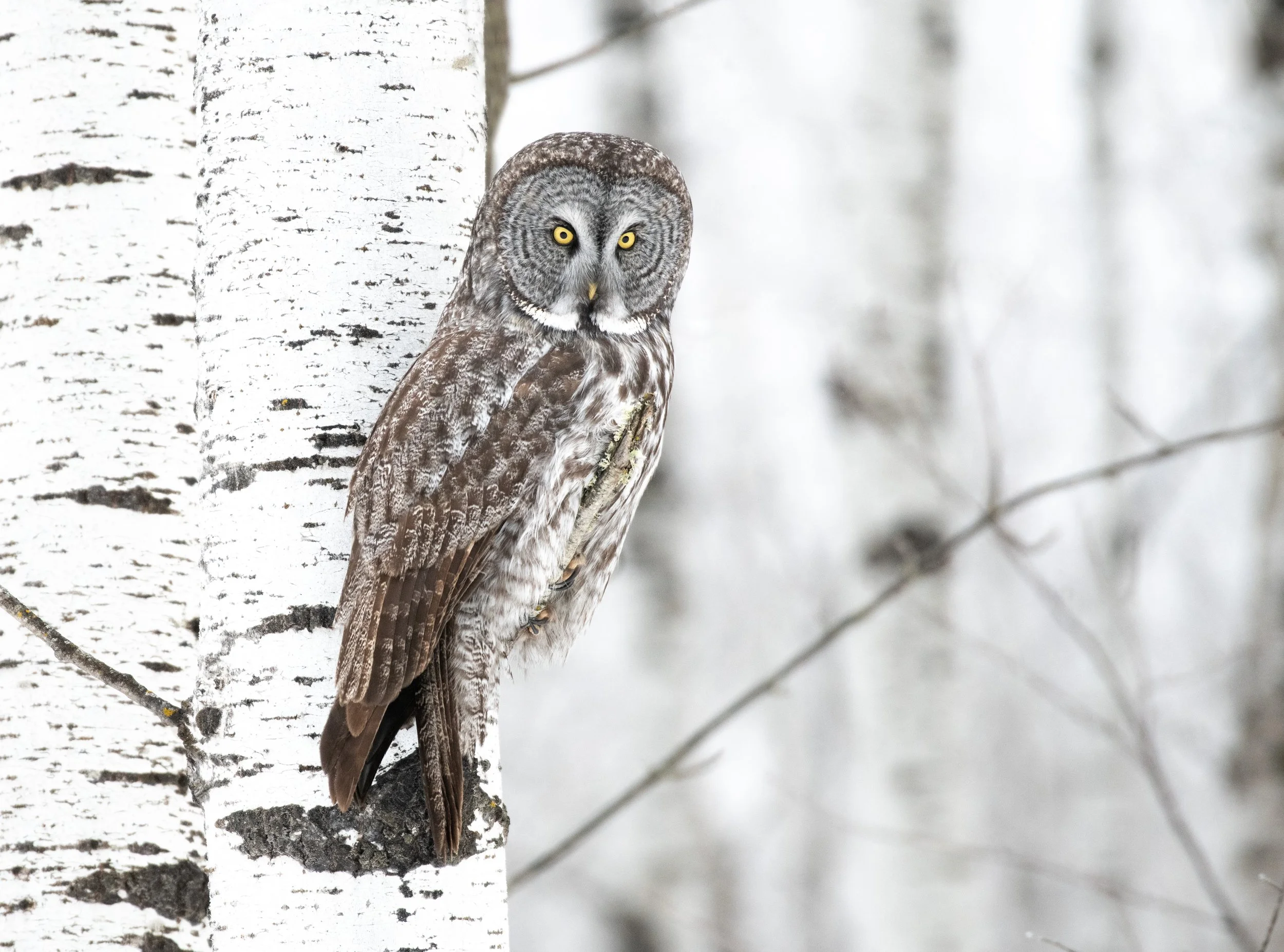 Great Gray Owl Birches