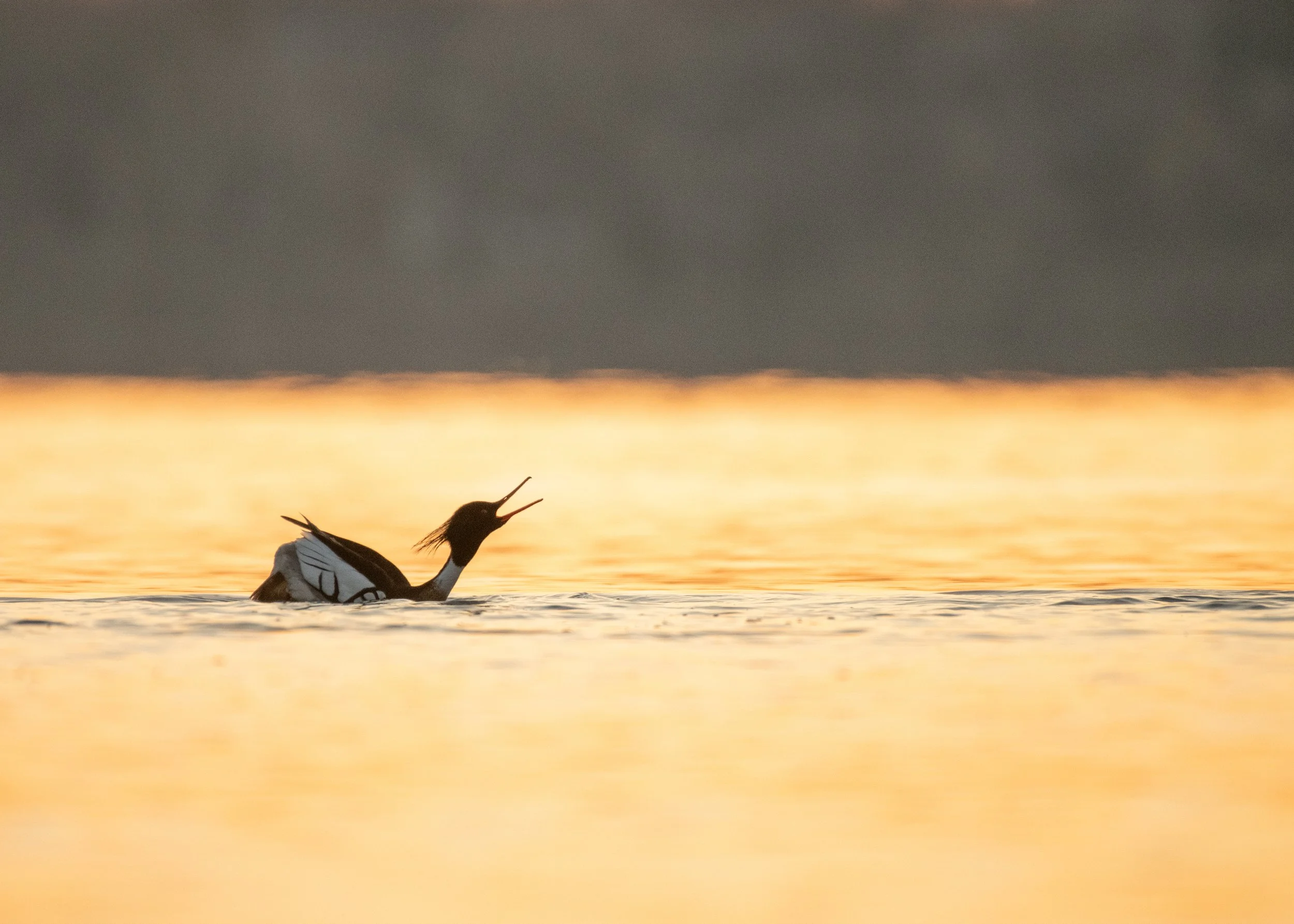 Red-Breasted Mergansers Sunrise
