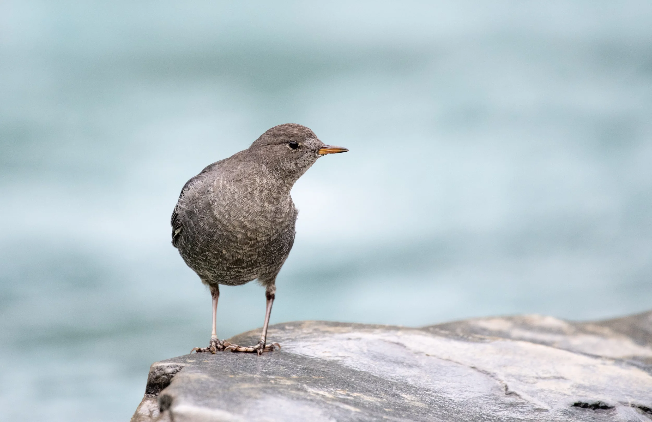 American Dipper