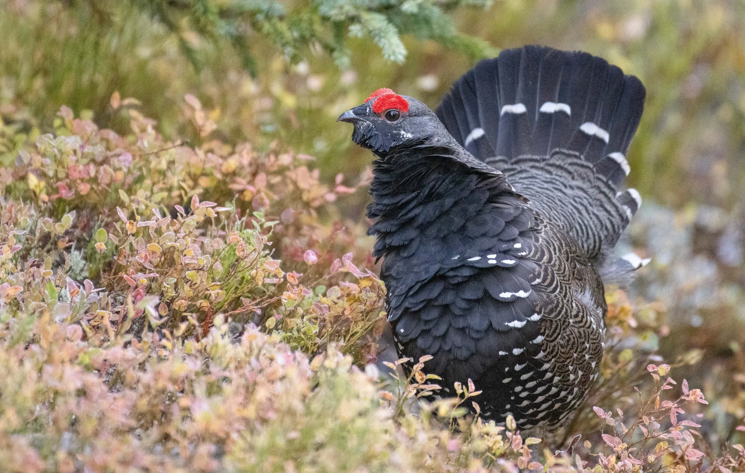 Spruce Grouse