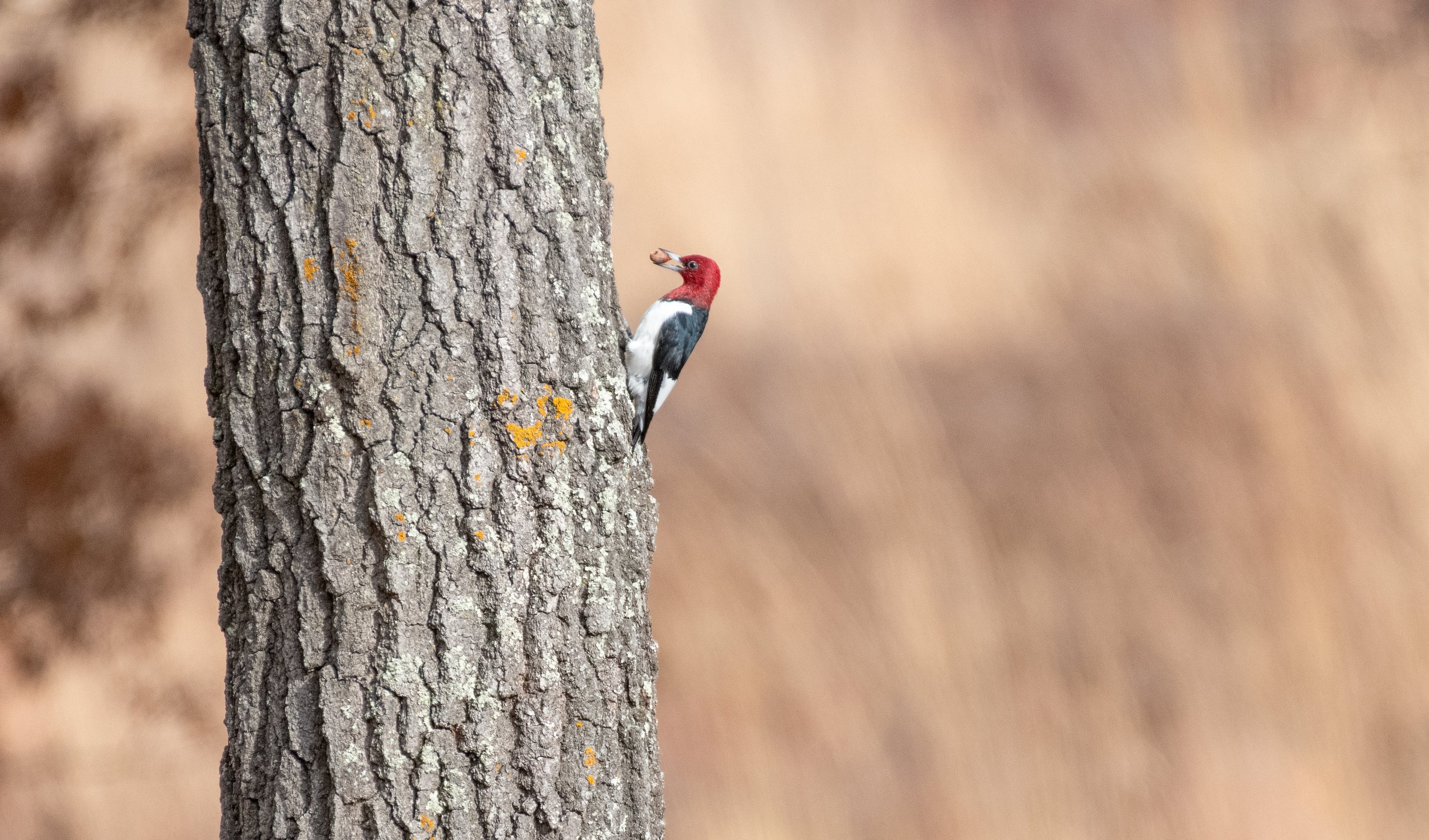 Red-Headed Woodpecker