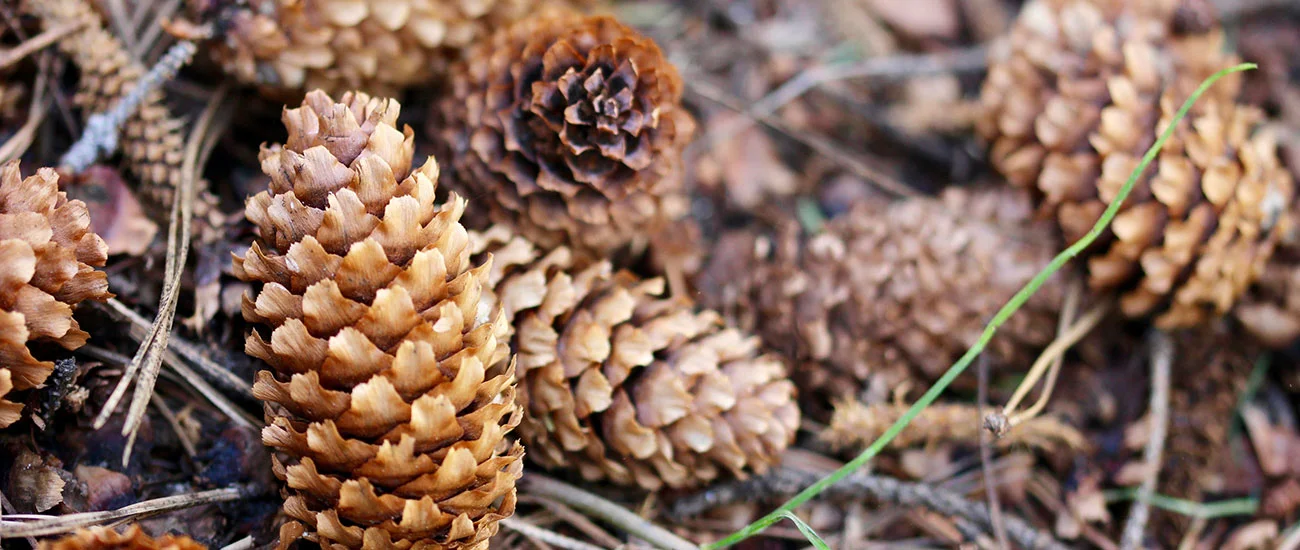 Pine cones on a wooded lot near Southwest Harbor, Maine.