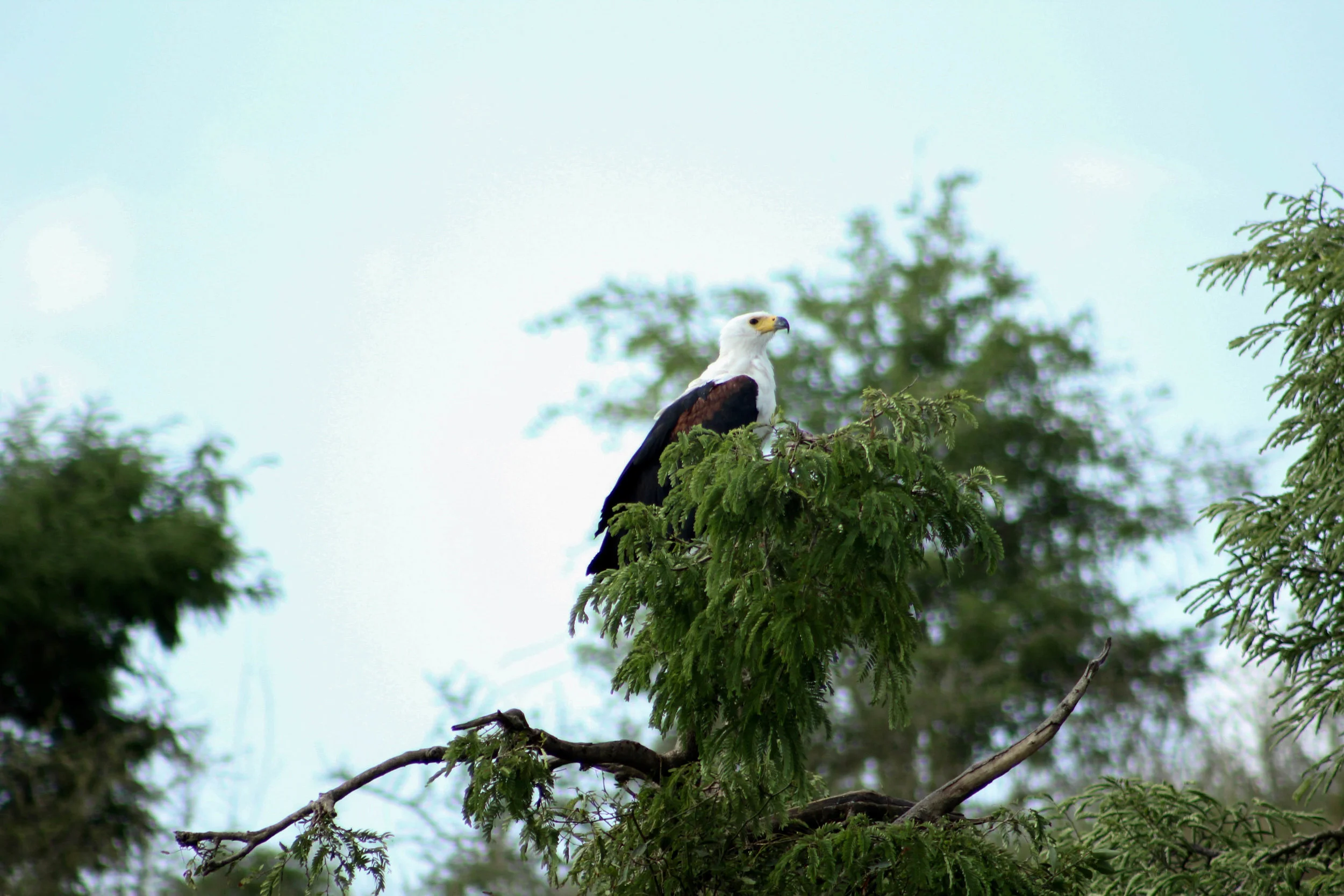 IMG_4372.jpg