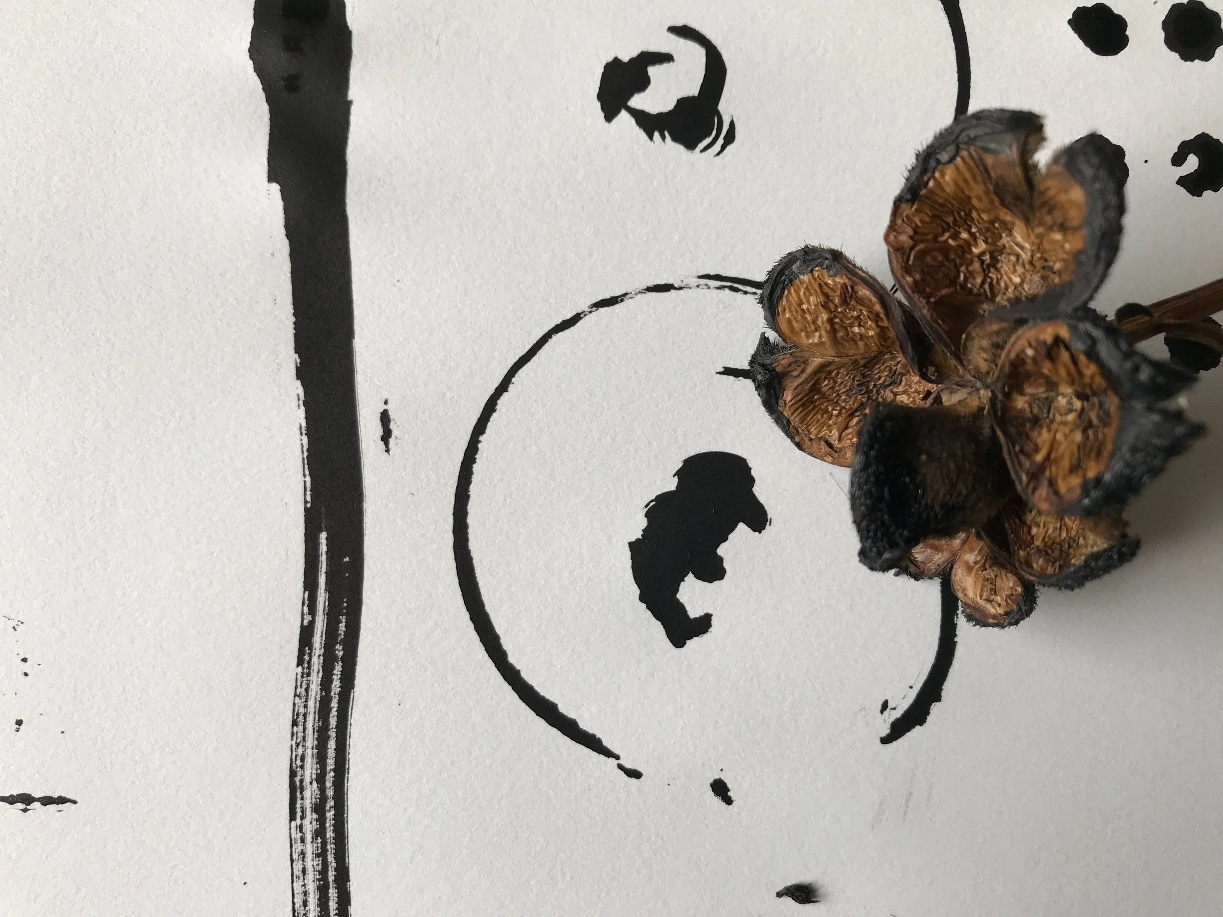 Black ink using dried peony head