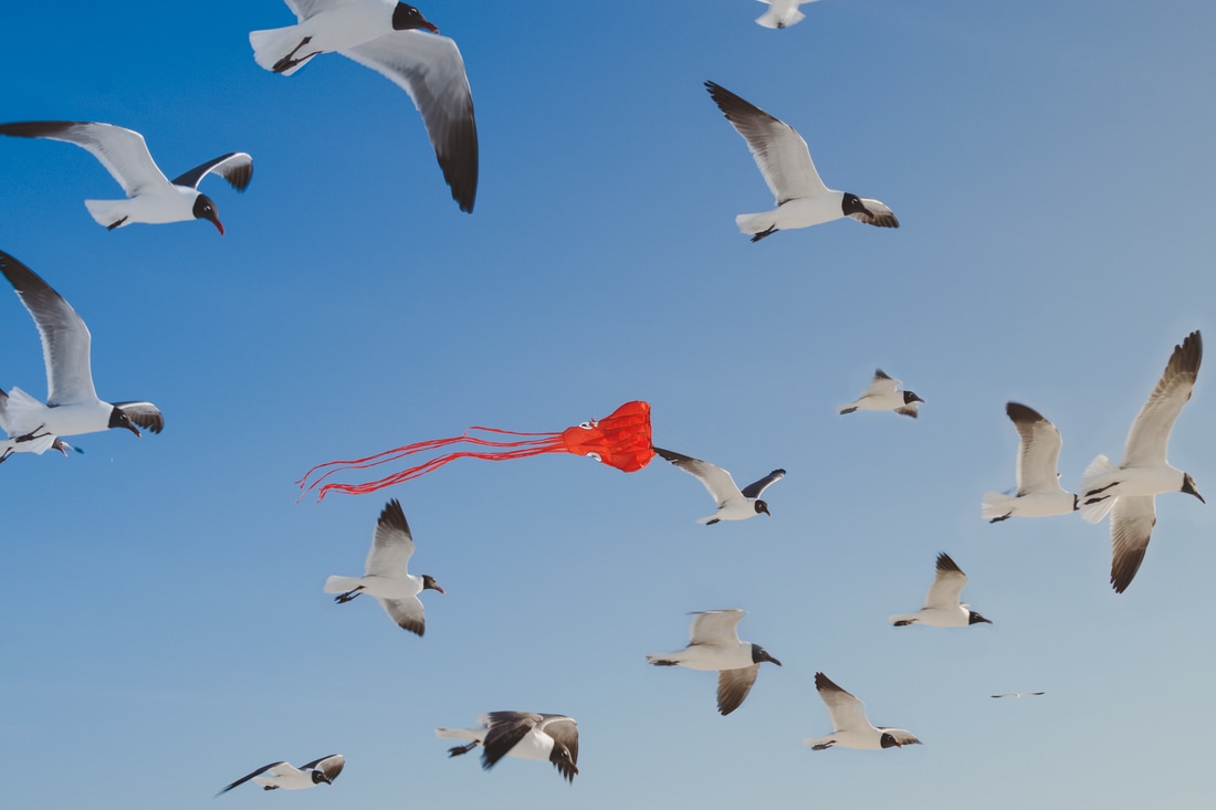 An octopus kite flying with sea gulls on a florida beach