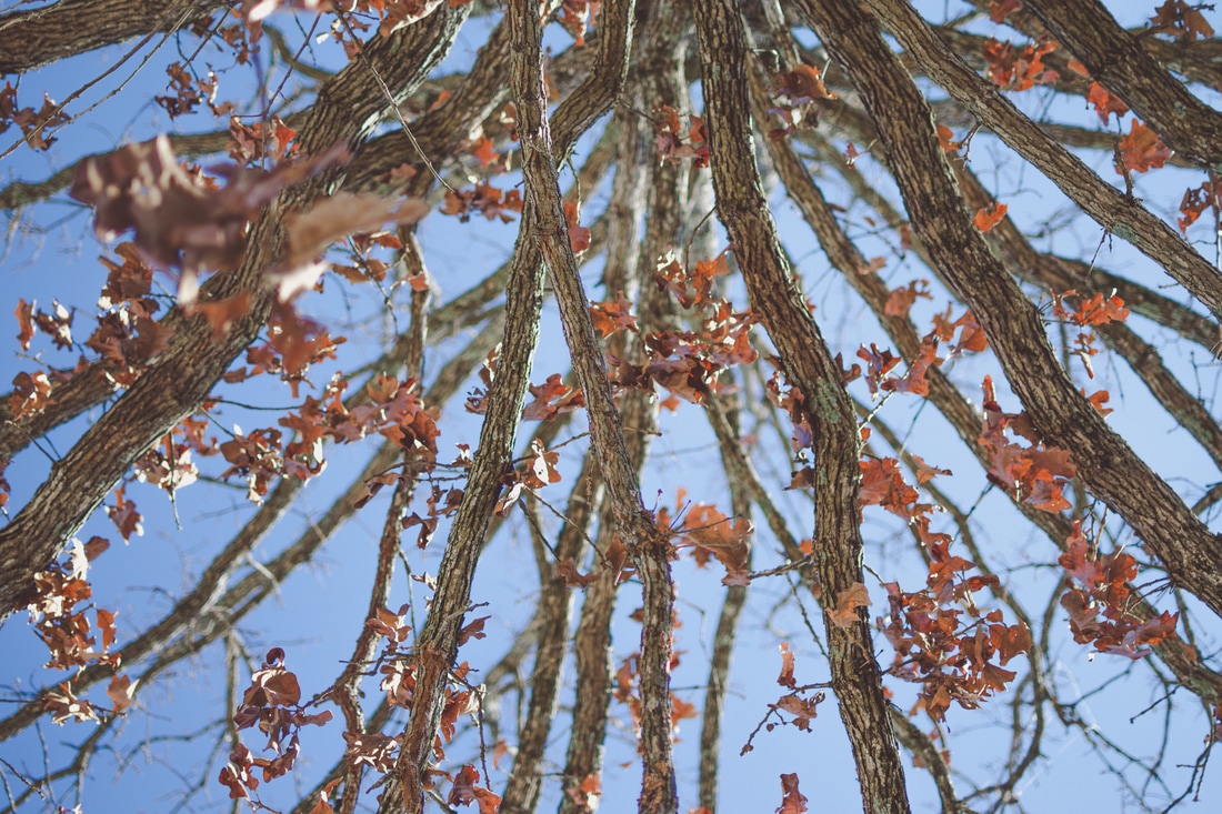 Branches of a drying tree in the fall