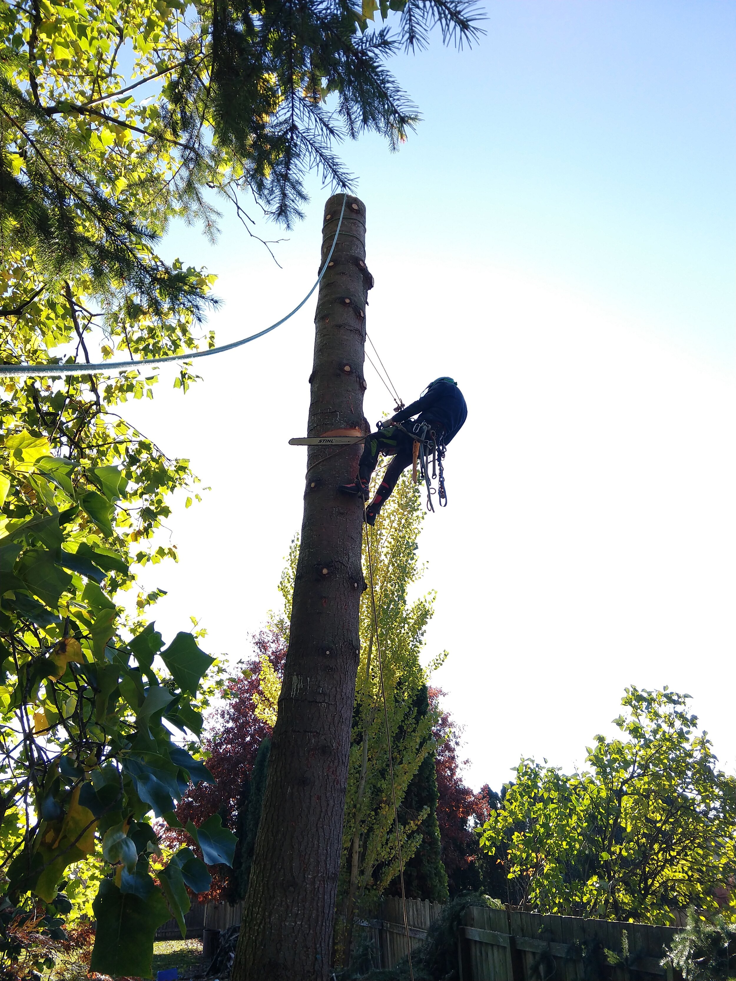 Tree Removal