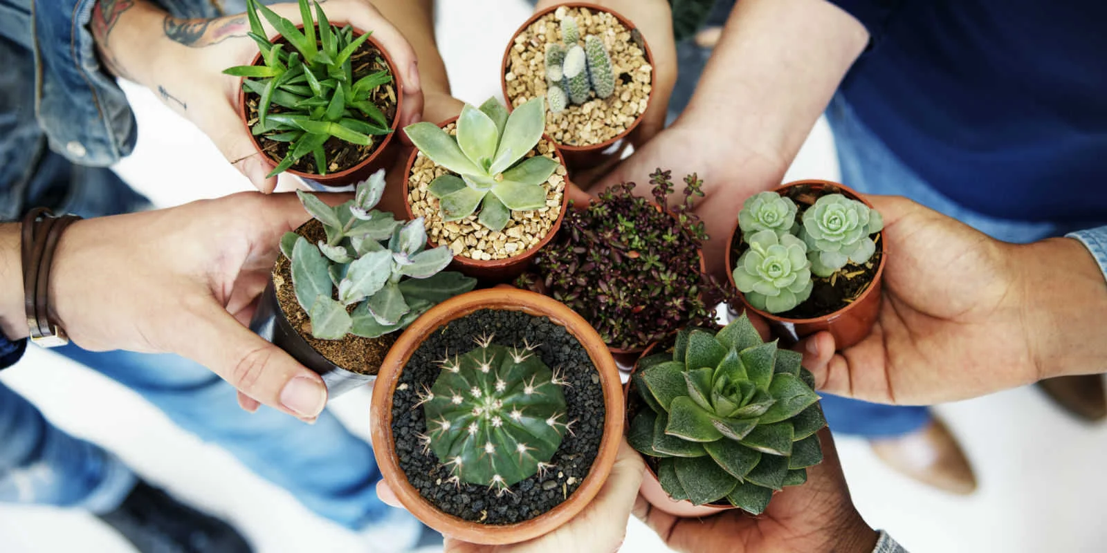TeamHoldingSucculents1600x800_optimized.jpg