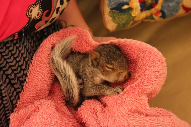 ANOTHER FUCKING RODENT IN MY HOUSE