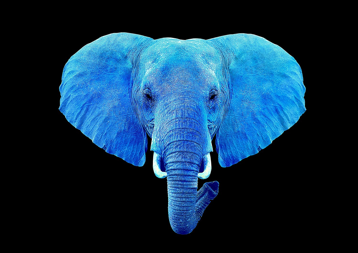 bluu+ele+head+3.jpg