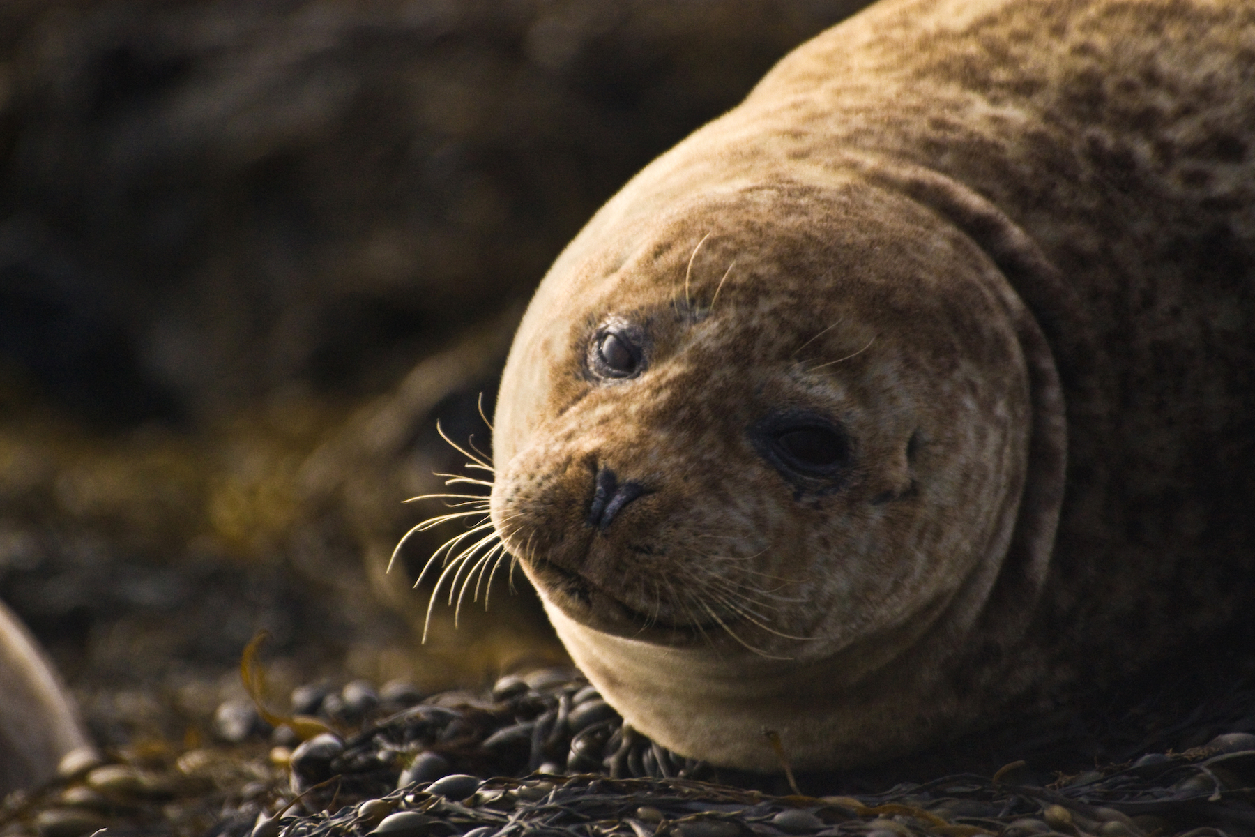 Seal Portrait.jpg