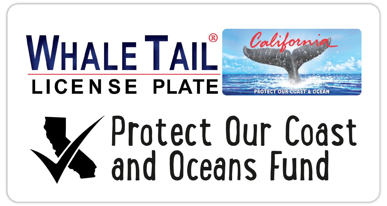 Get a Whale TaIL License plate this tax season &amp; Support great coastal programs for youth in california!