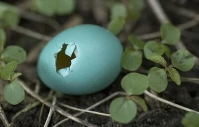 My relation to an egg...