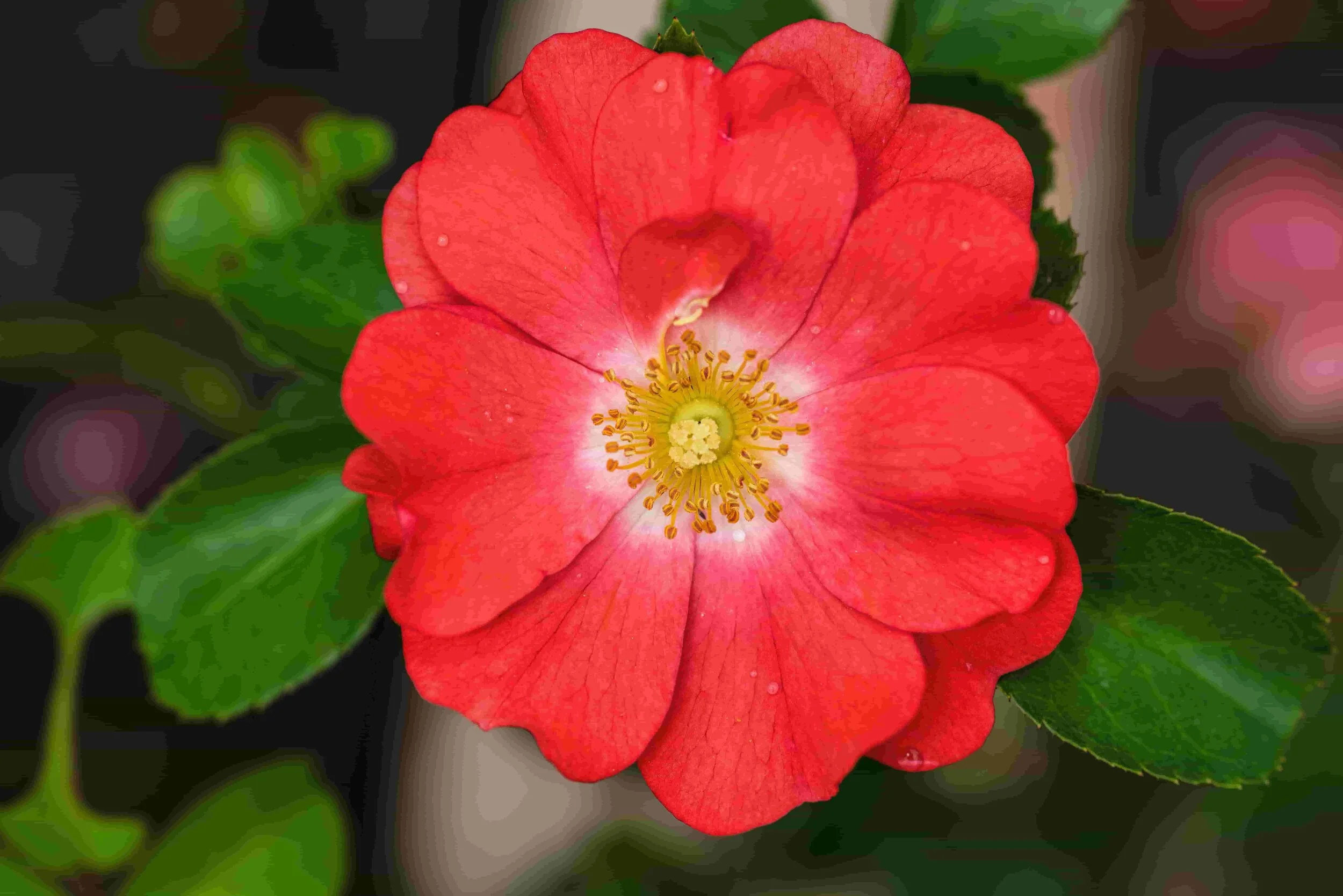 Loan Rates Donaldsonville Ascension CU