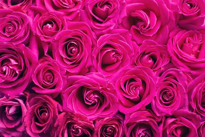 pink-roses-2249403__480.jpg