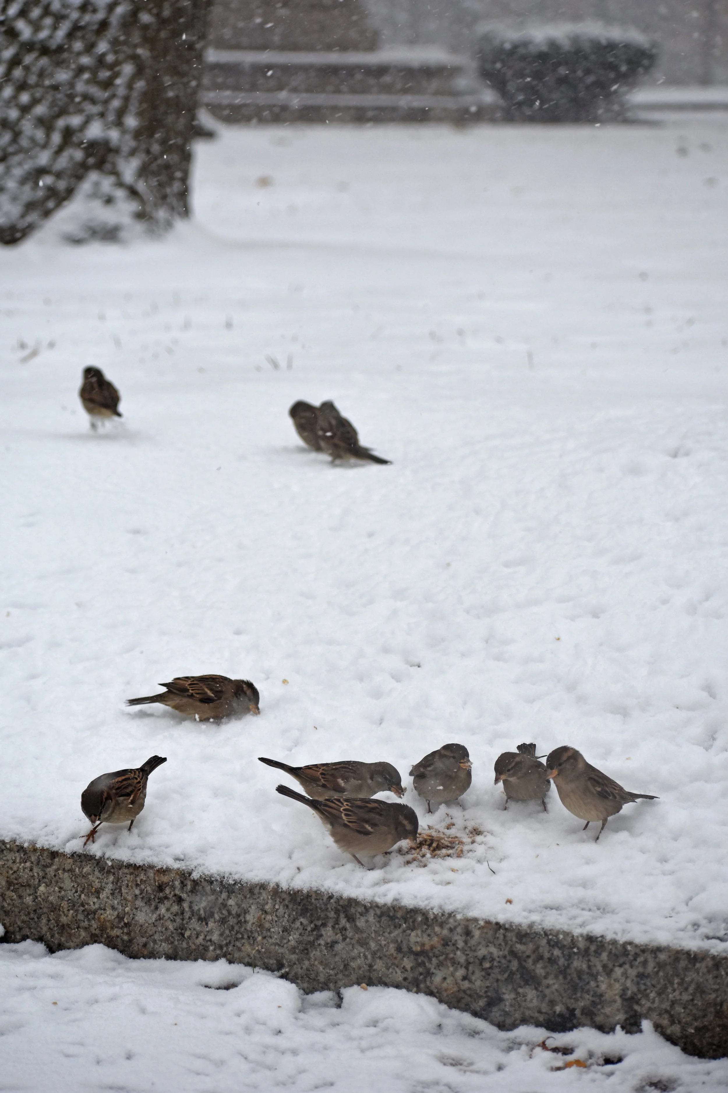 Snowbirds 3.jpg