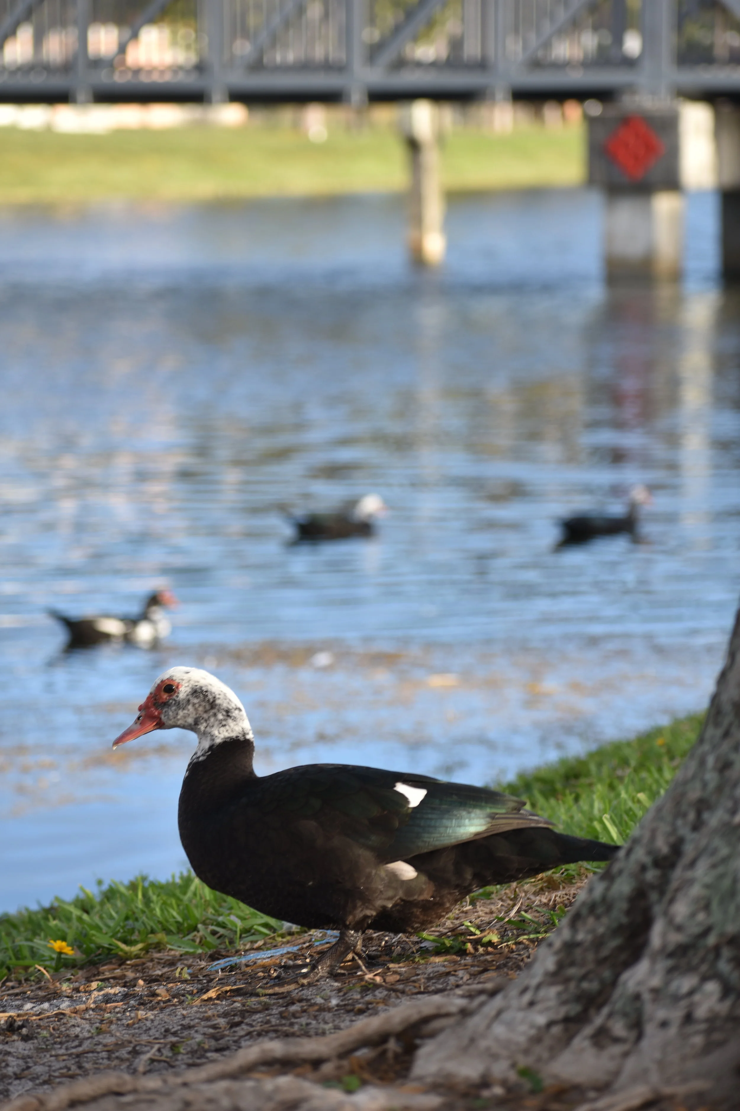DSC_0097.JPG