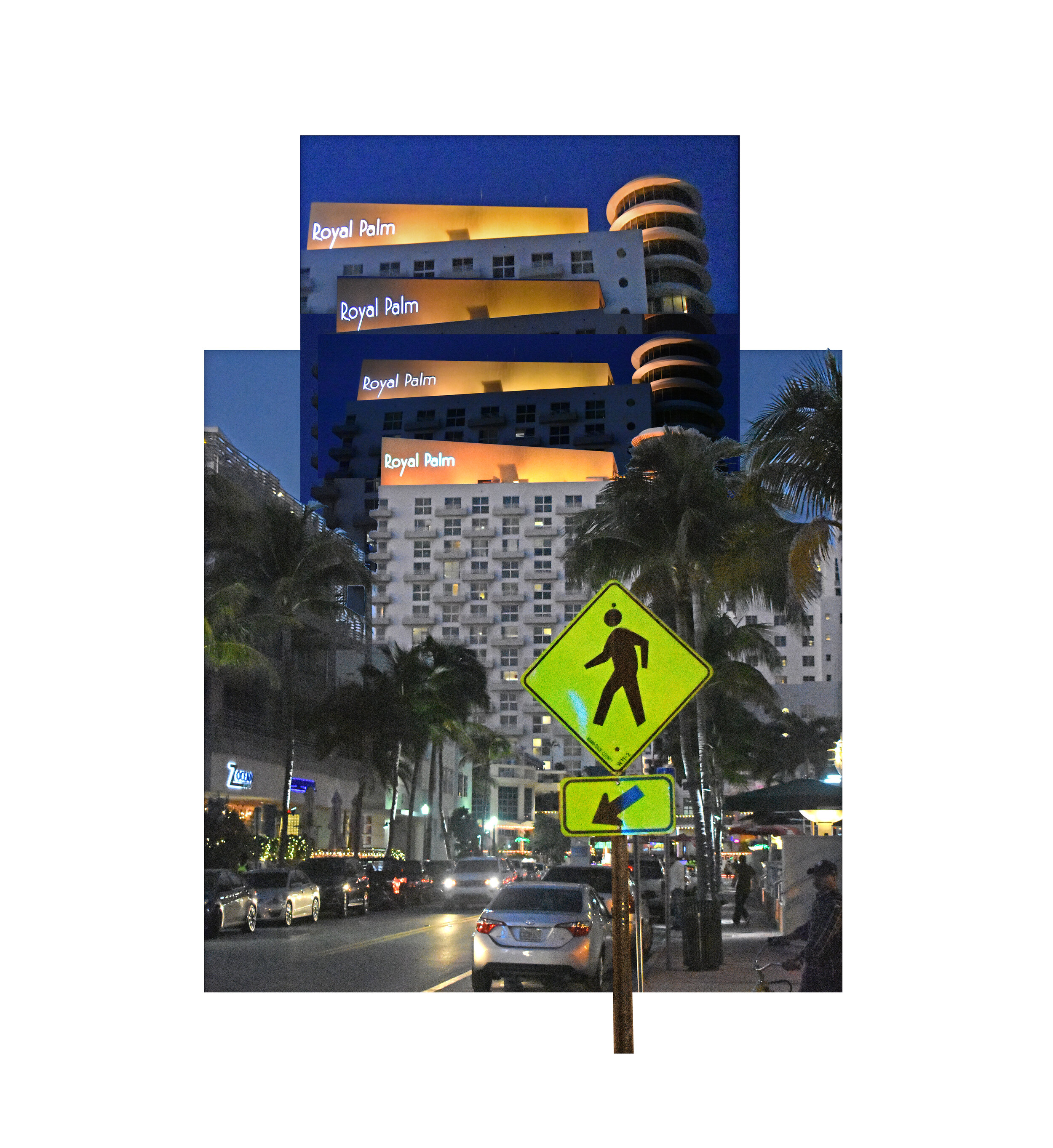 royal palm x.jpg