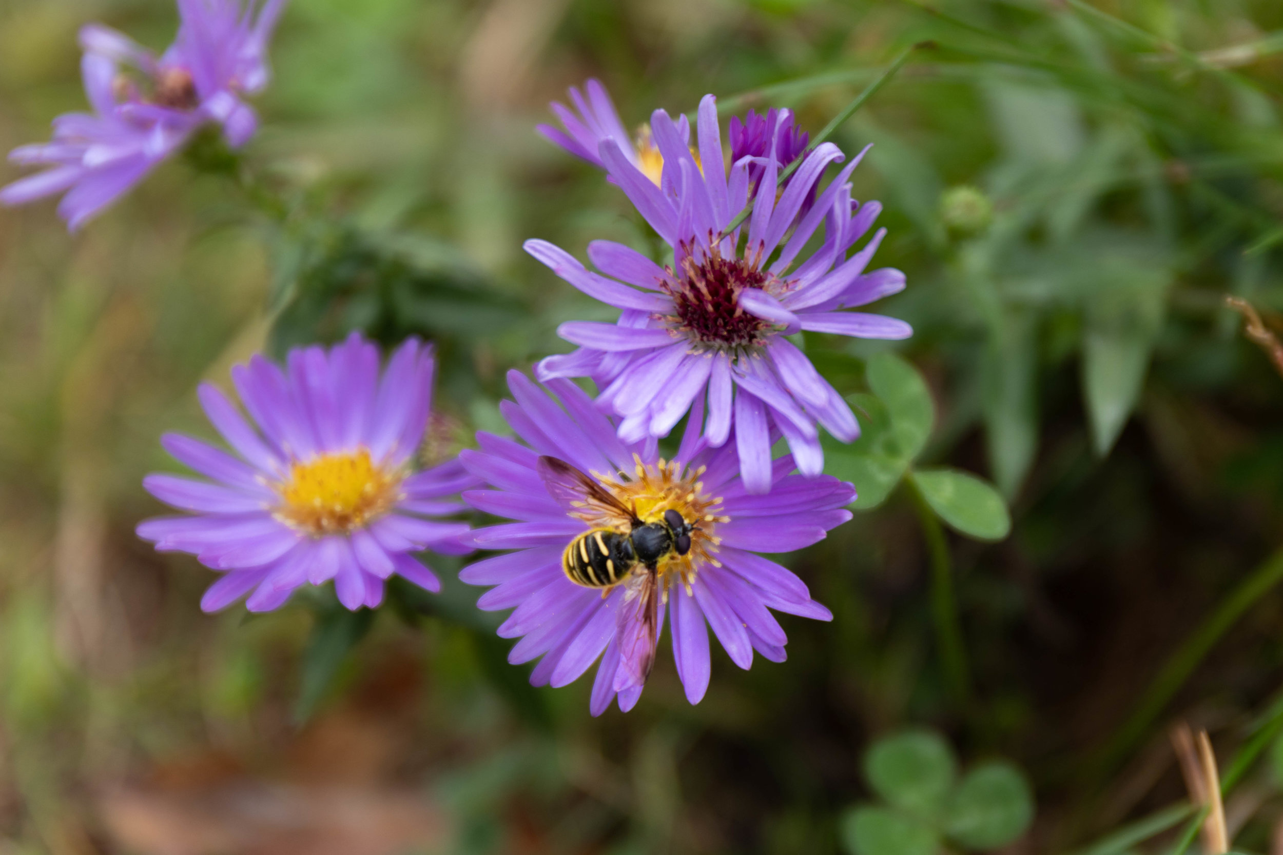 Macro photo of a bee on a purple flower along the Kancamagus Highway in North Conway, New Hampshire in fall by Vision Balm in Charleston, SC.