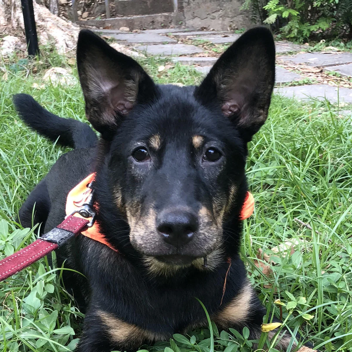adopt.jpg